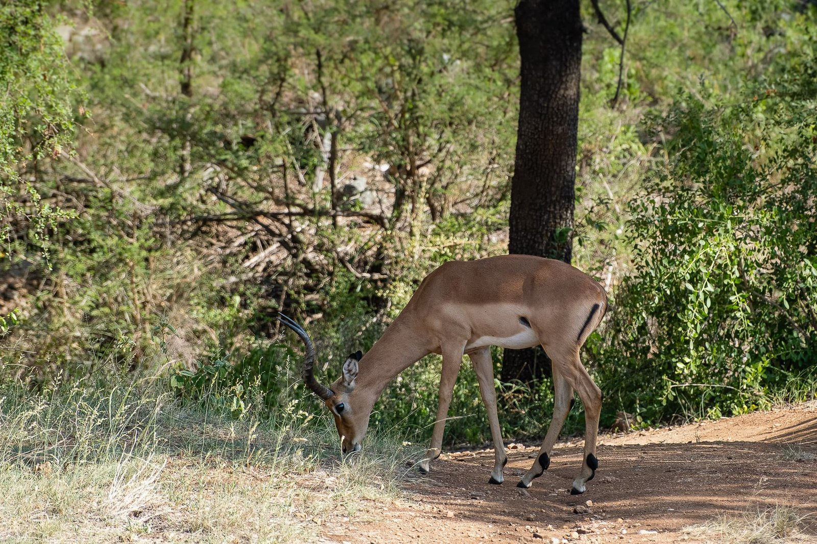 Grazing in the Stillness