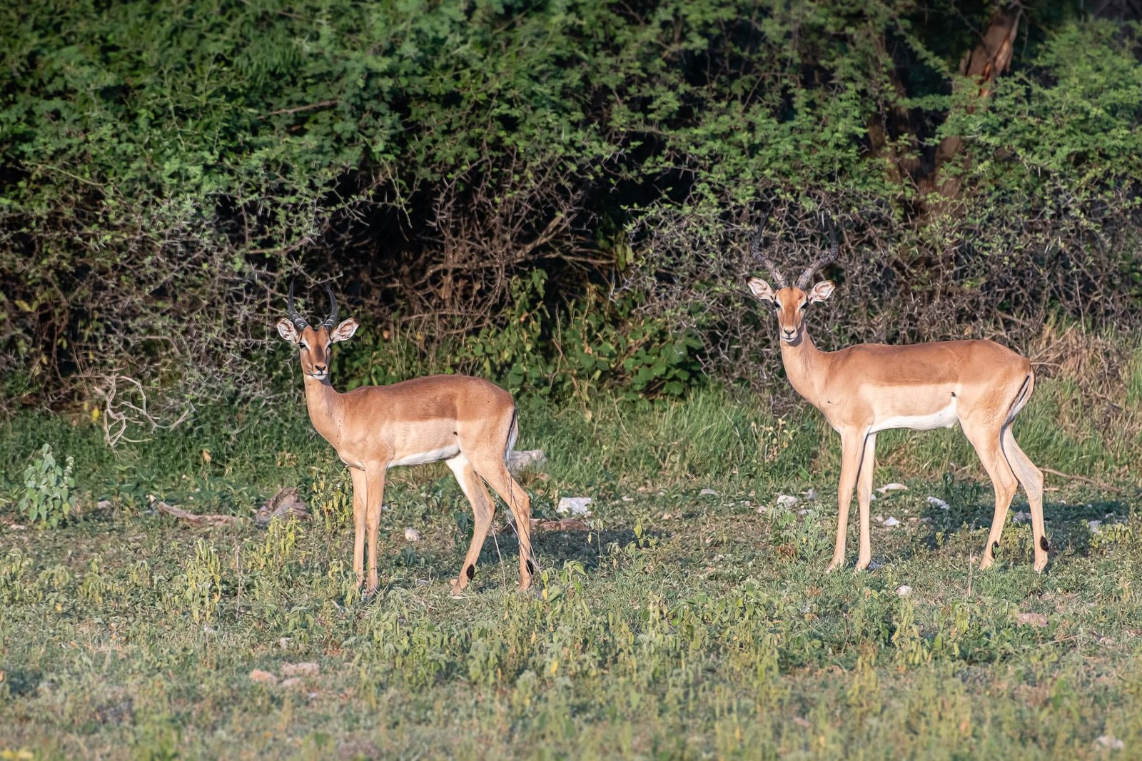 The Watchful Pair