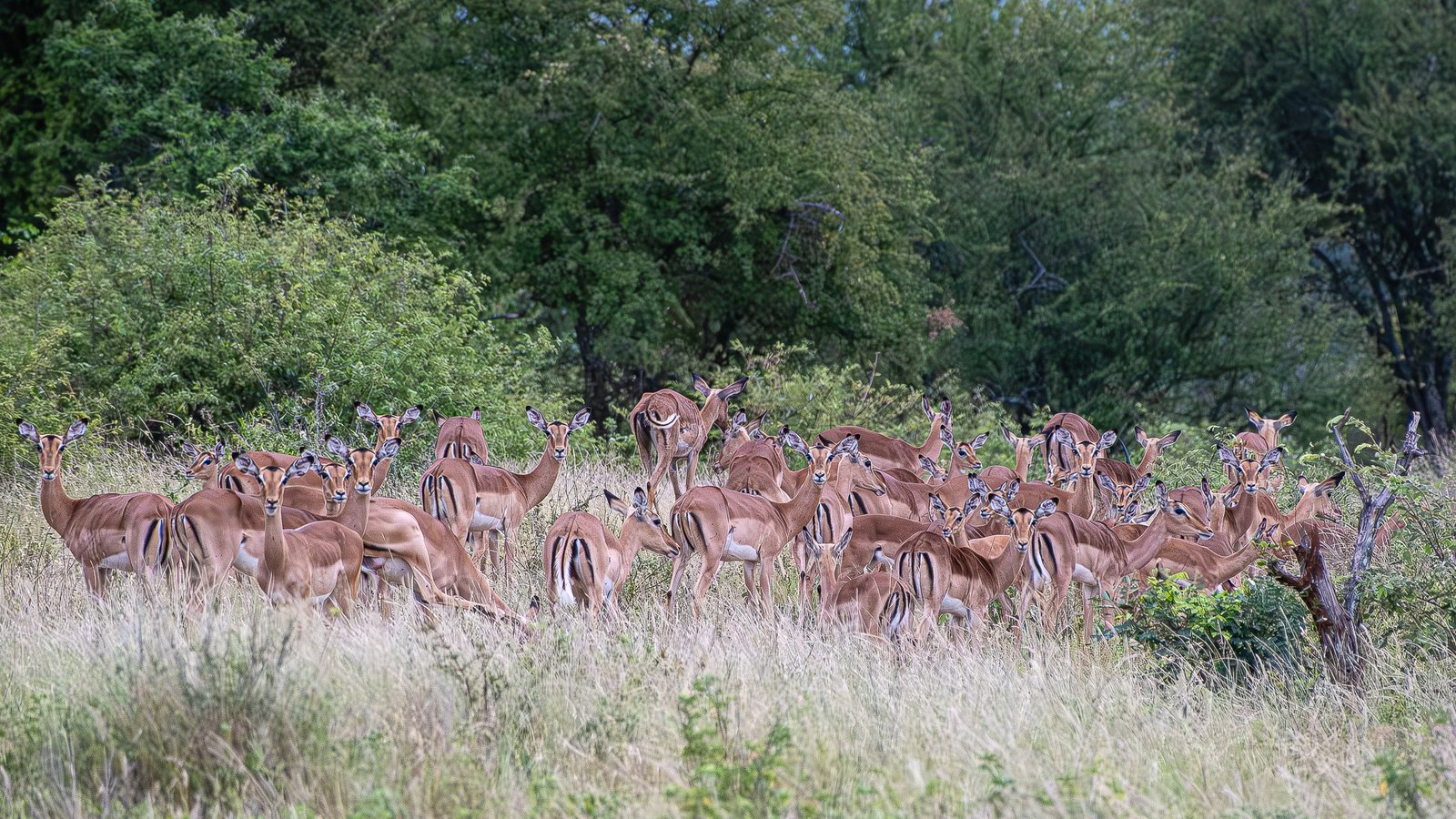 The Gathering