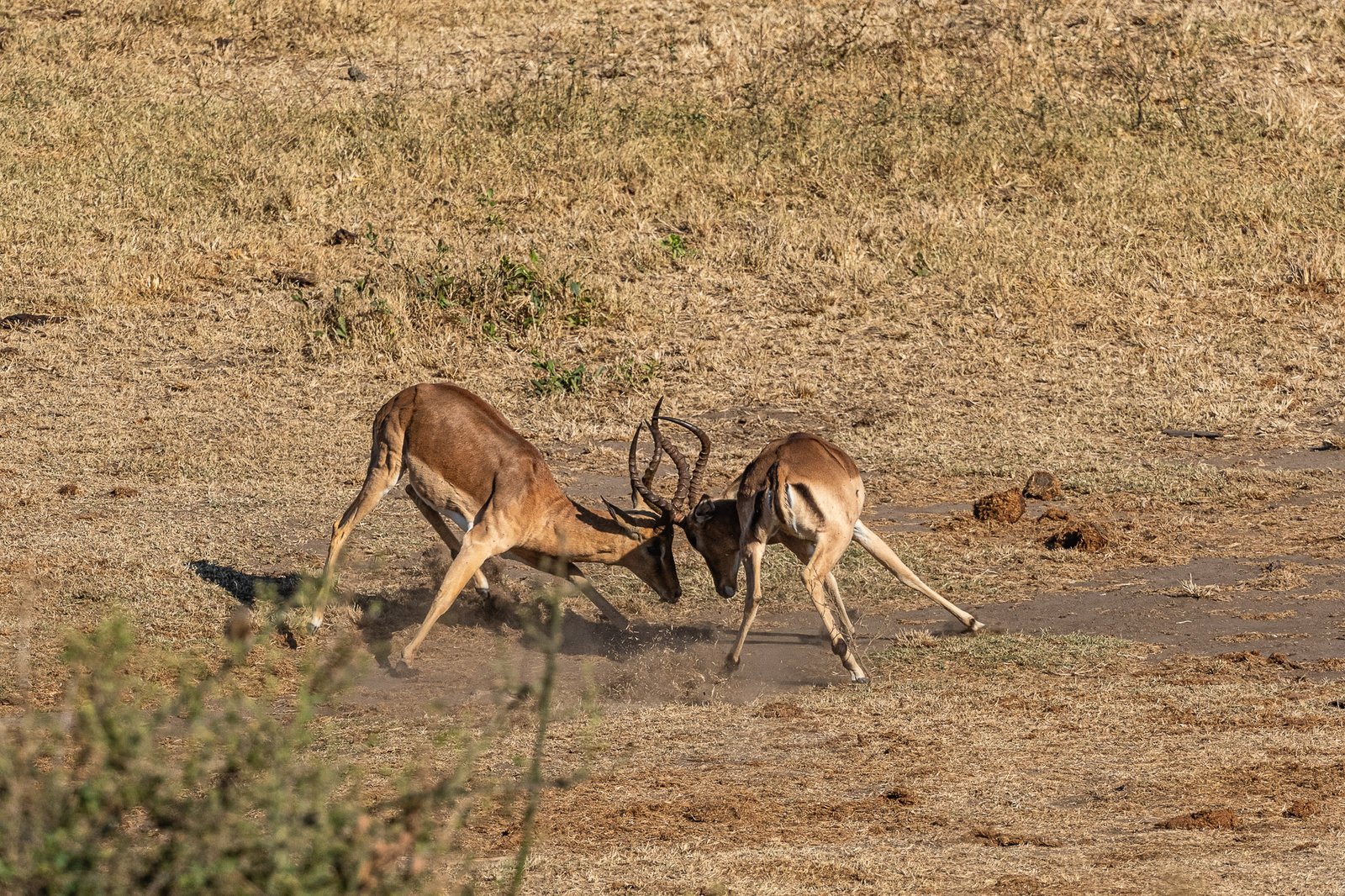 The Duel