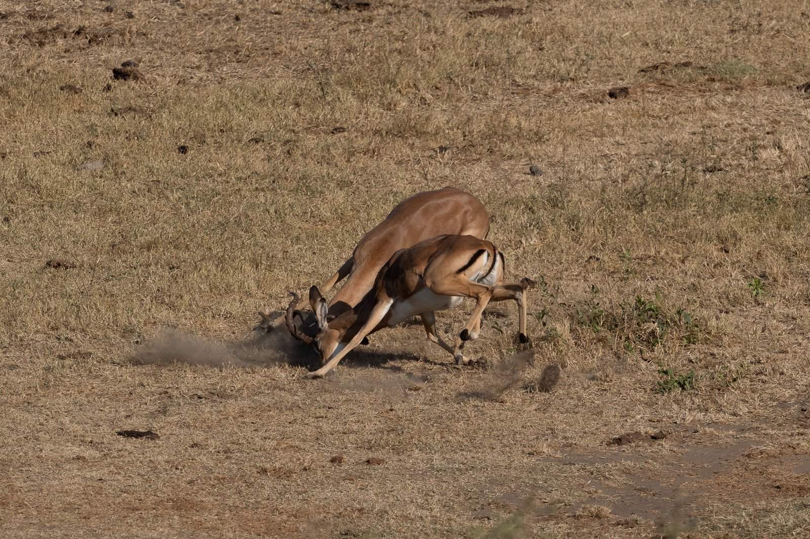 Dominance in the Dust