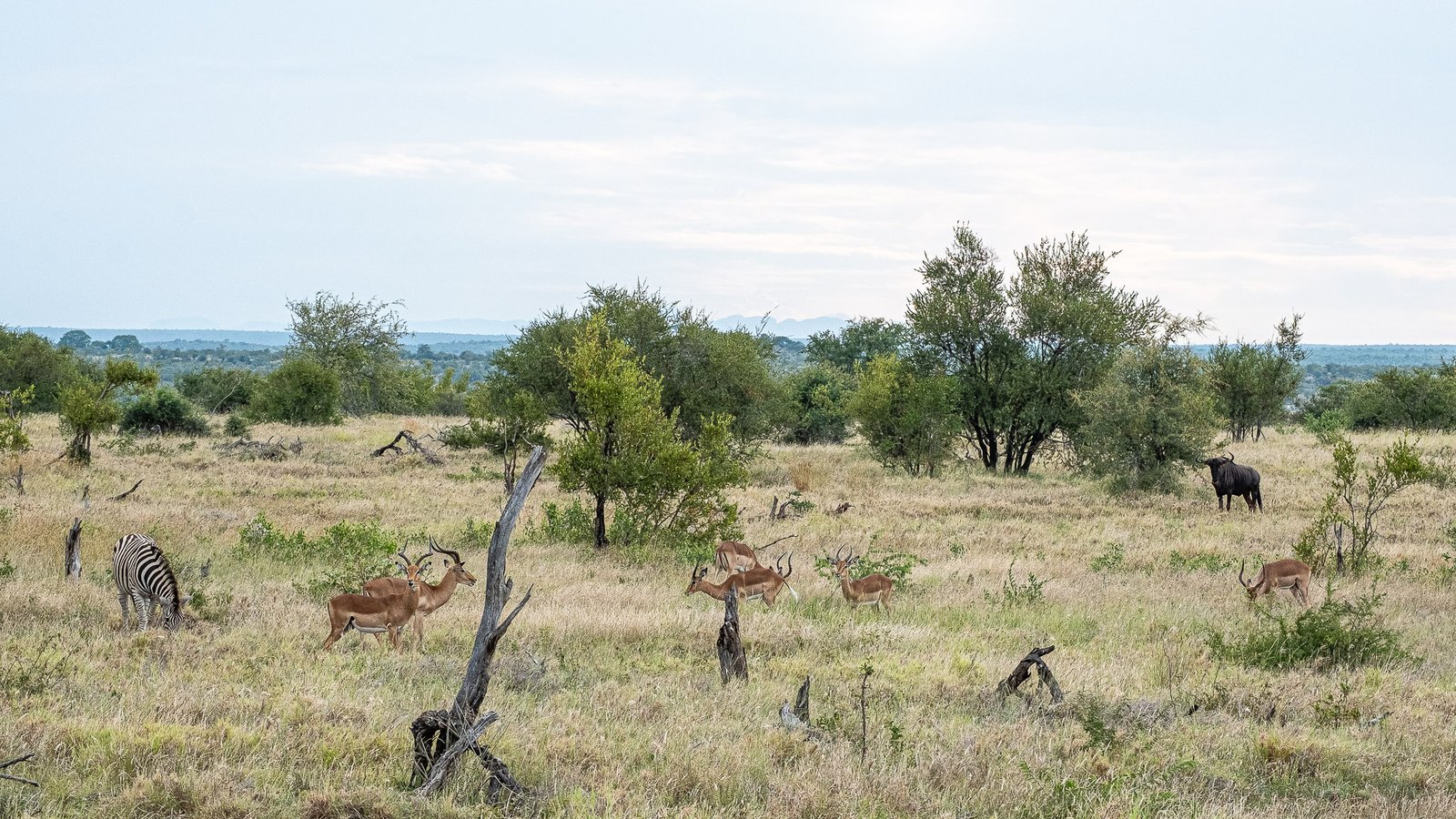Grazing in Harmony