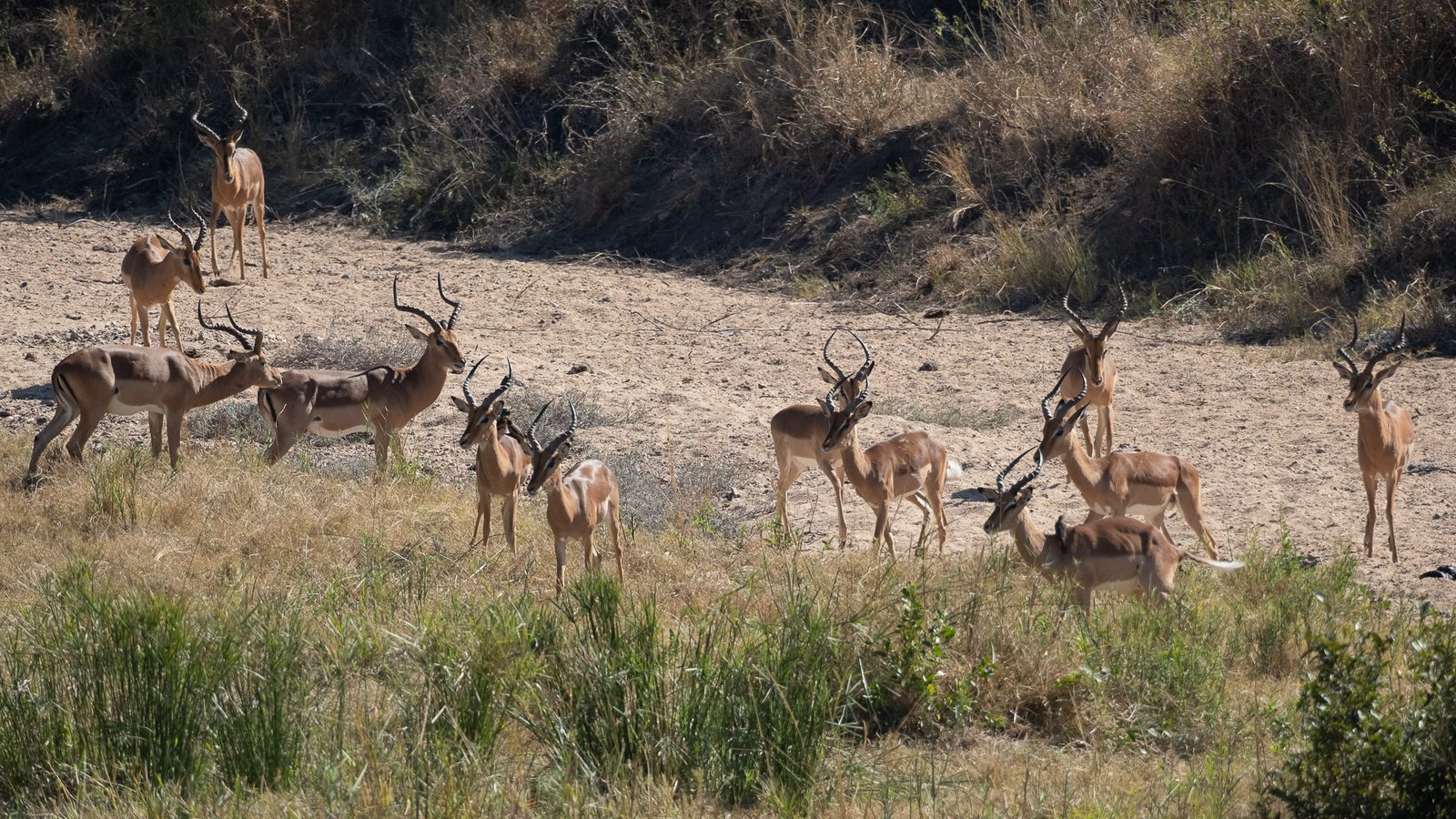 The Riverbed Council