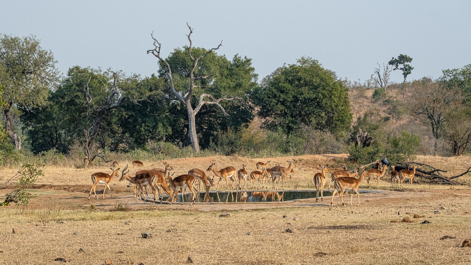 Coming Together at the Watering Hole
