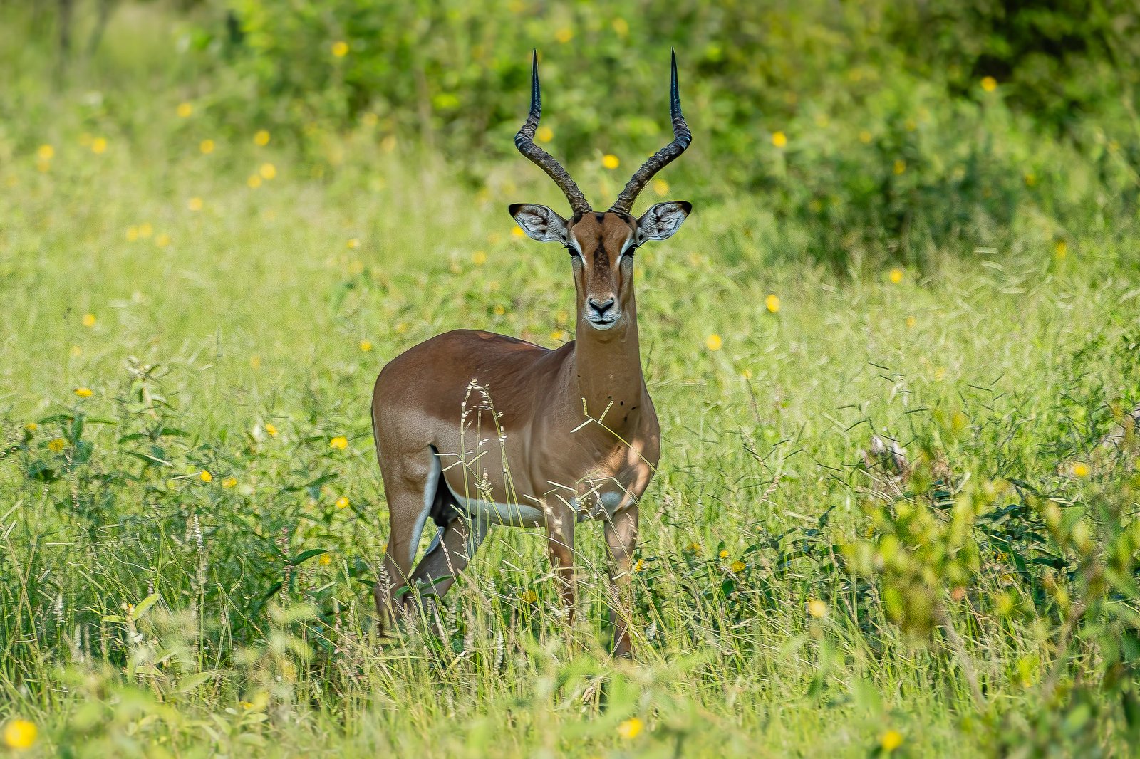 Impala