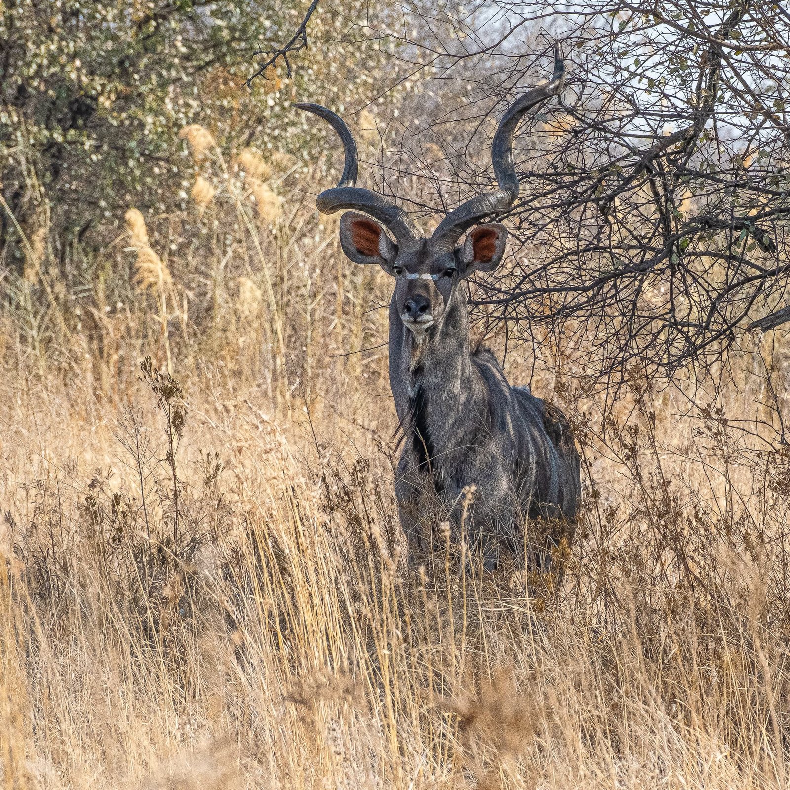 Grassland Watch