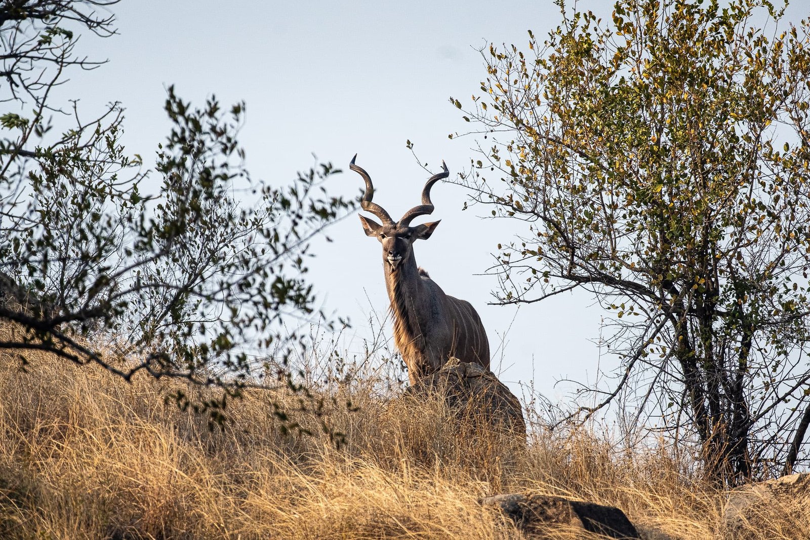 Greater Kudu
