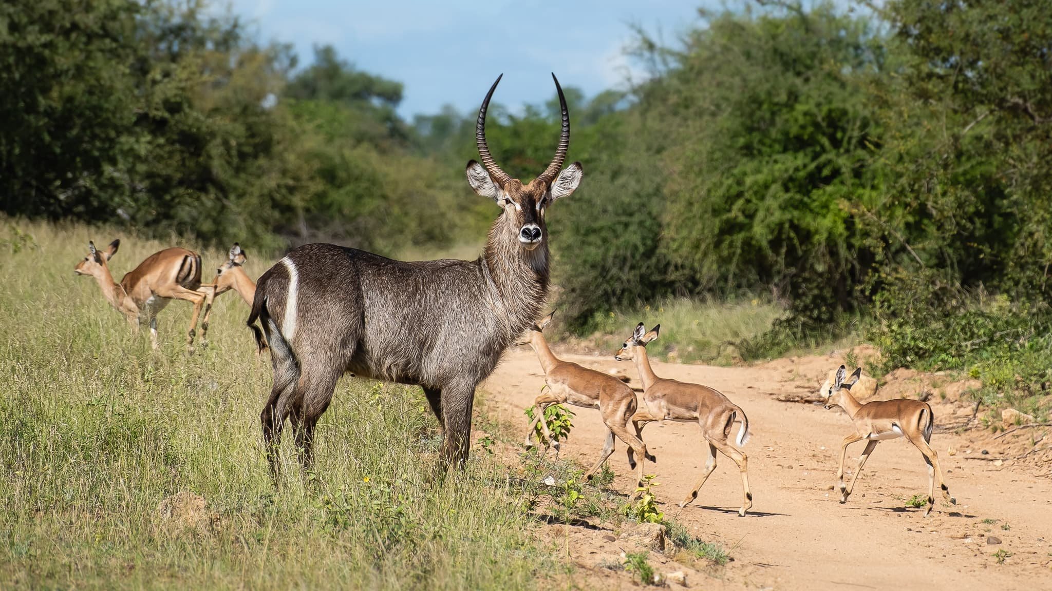 Antelopes