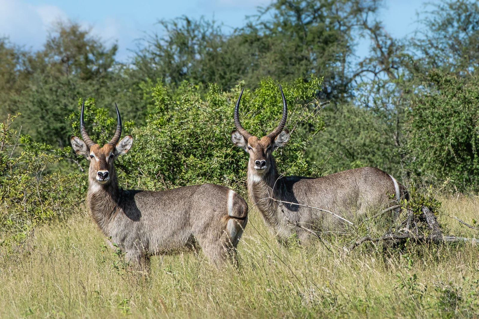 Common Waterbuck