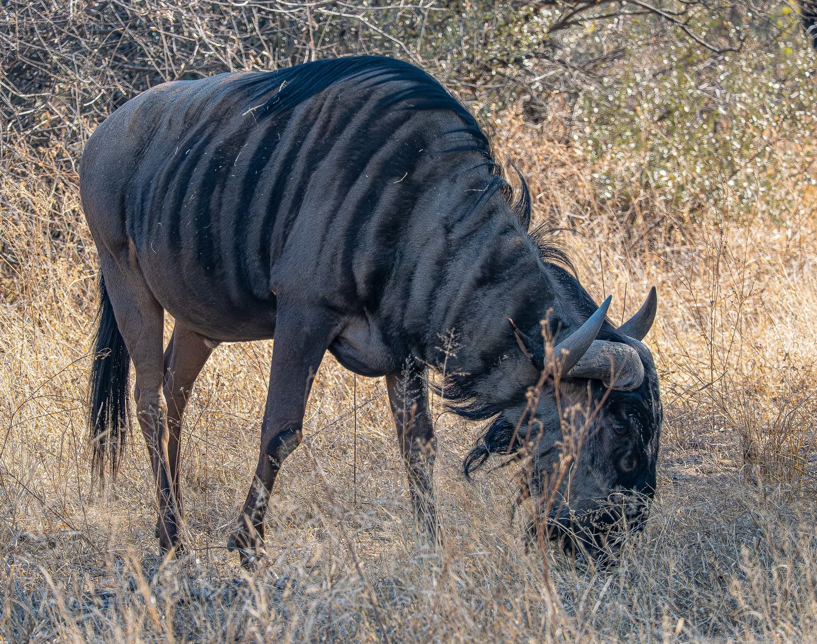 Blue Wildebeest
