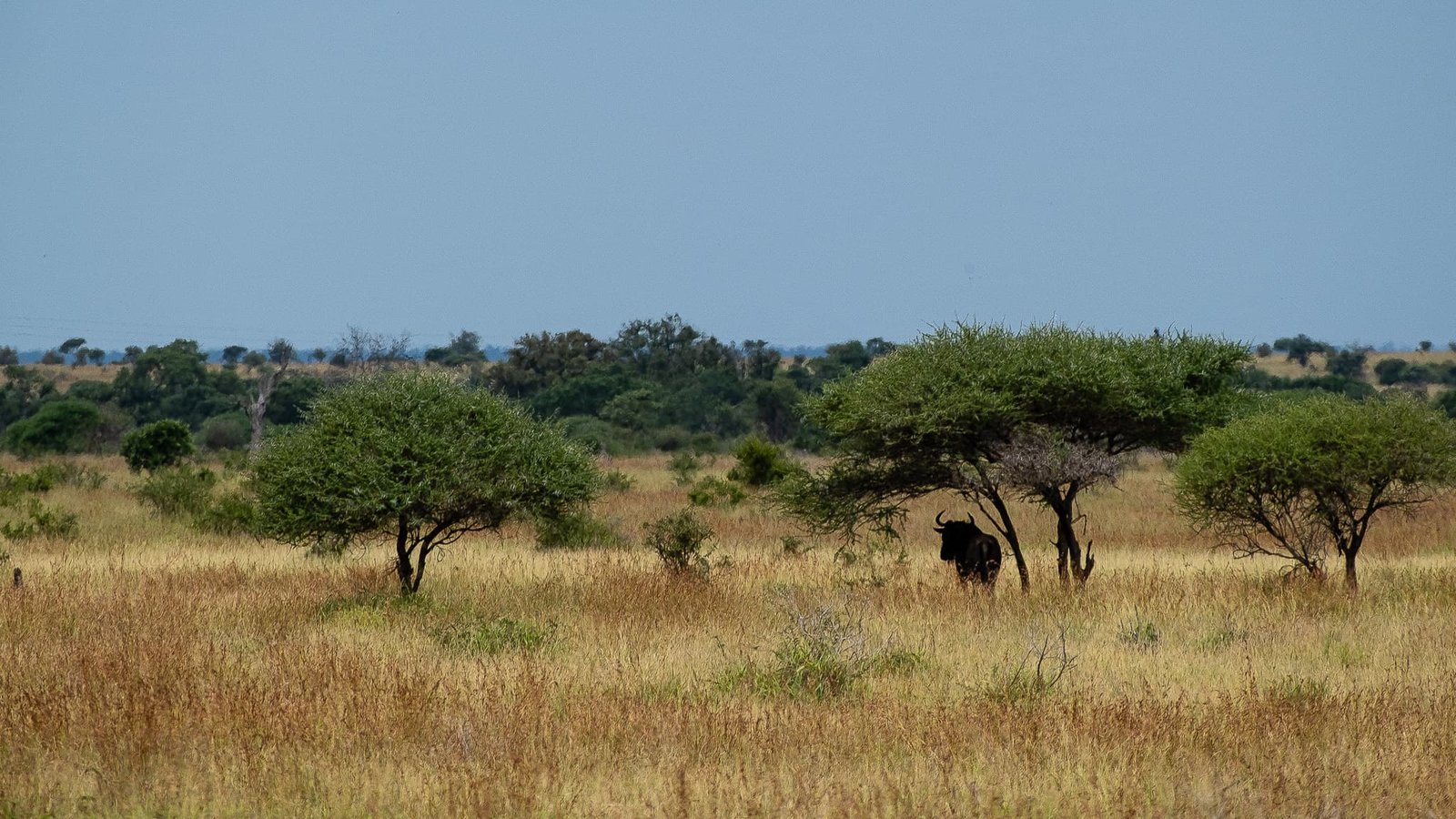 Alone in the Savanna