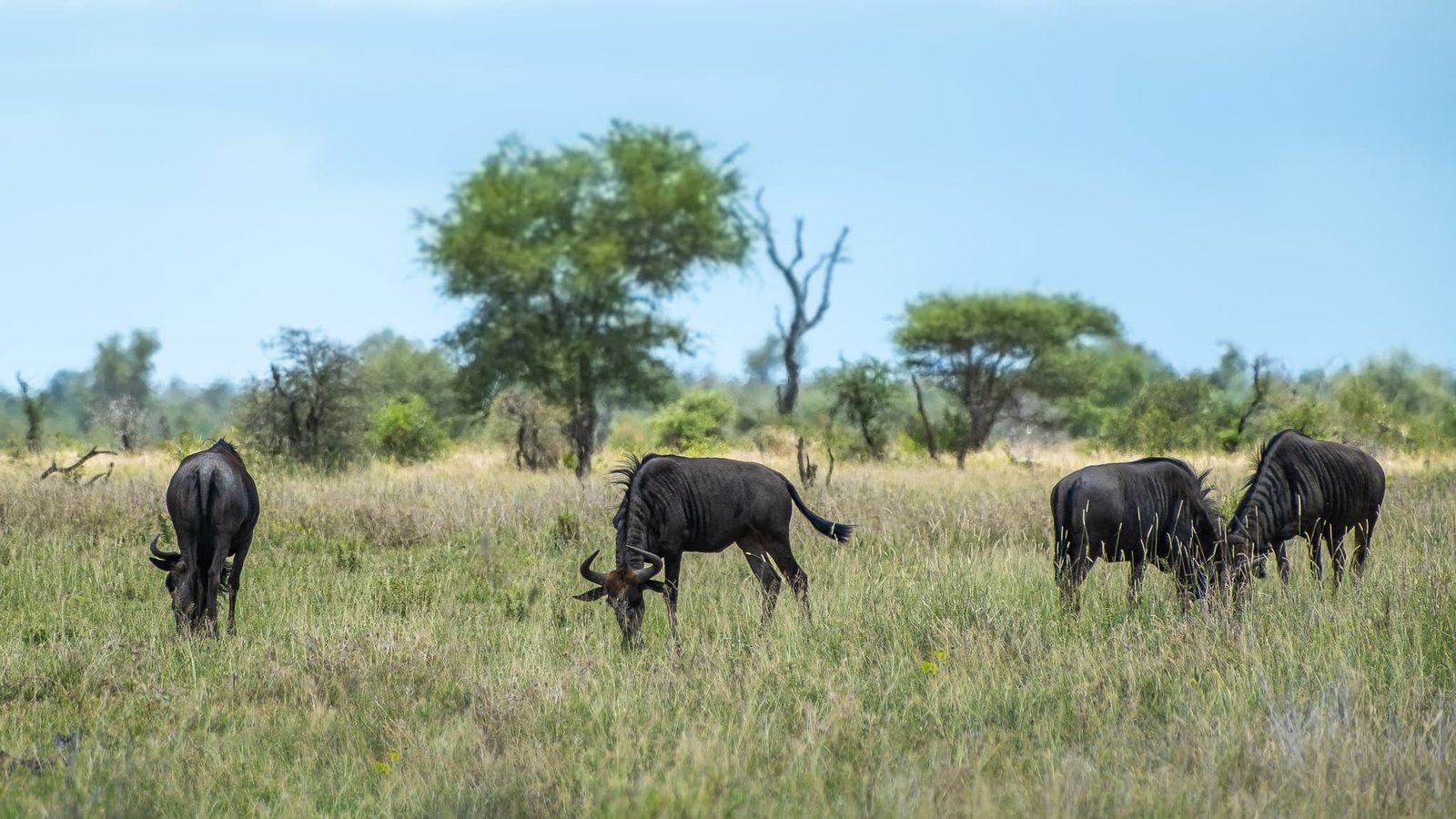 Grazing Quartet