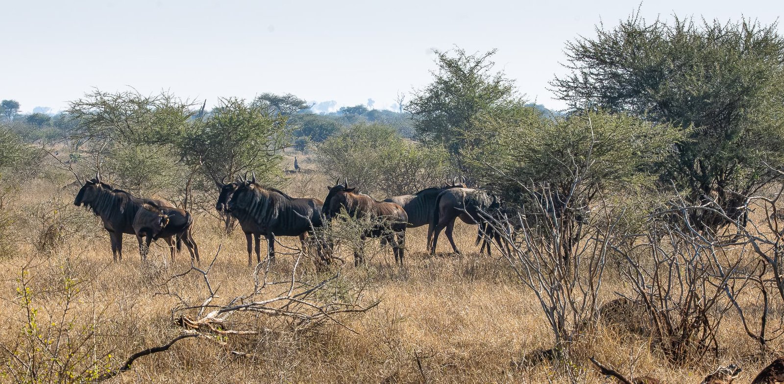Life Across the Savanna