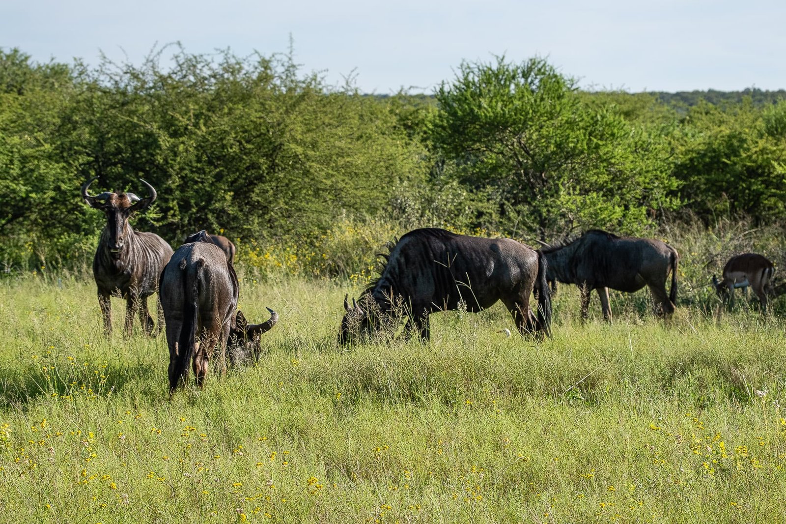 Grazing and Glances