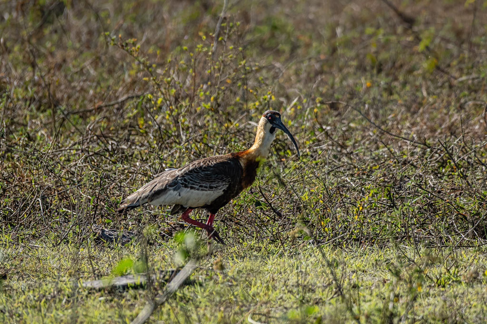 A Walk Through Wetlands