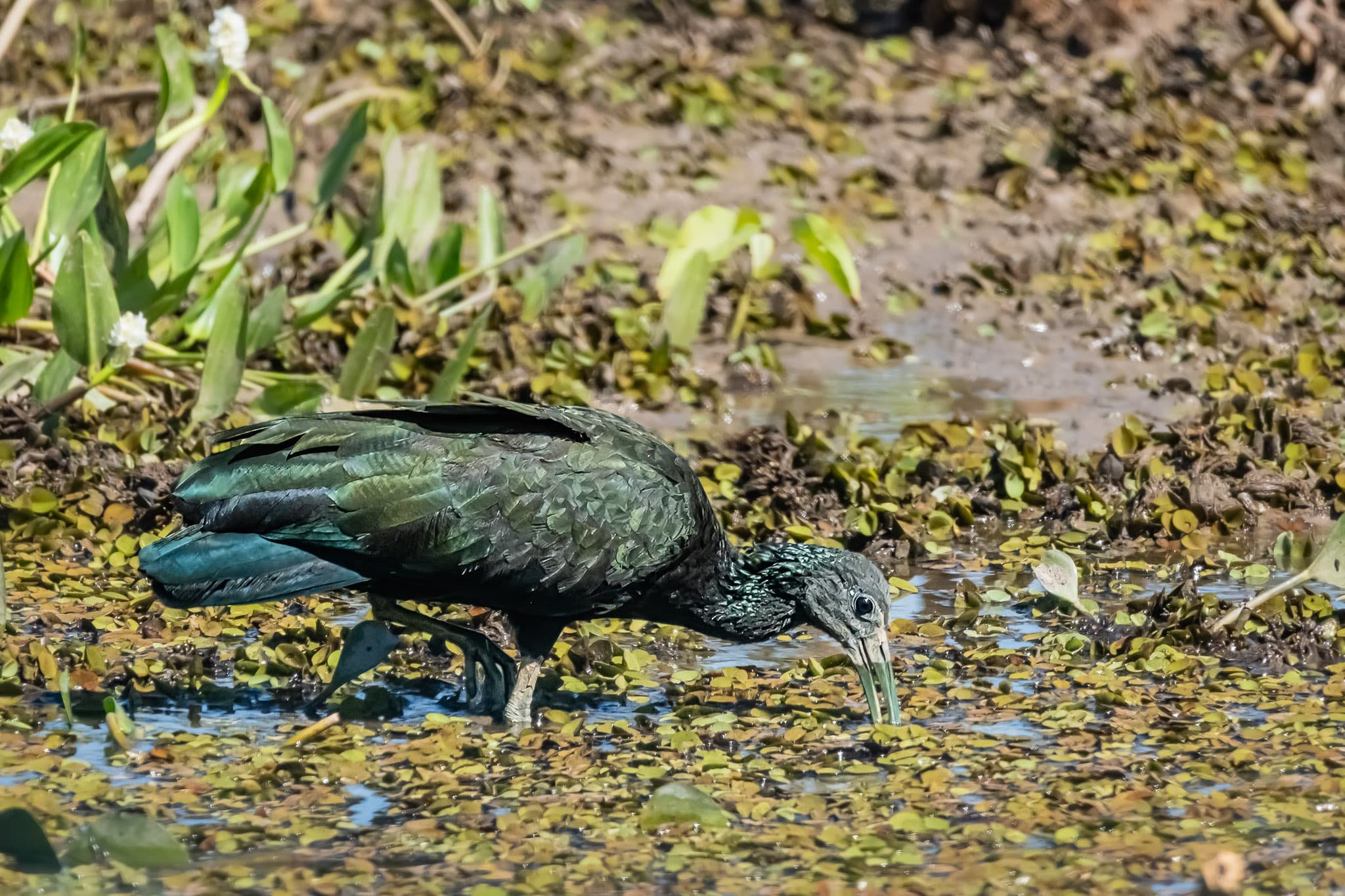 Emerald in the Mire
