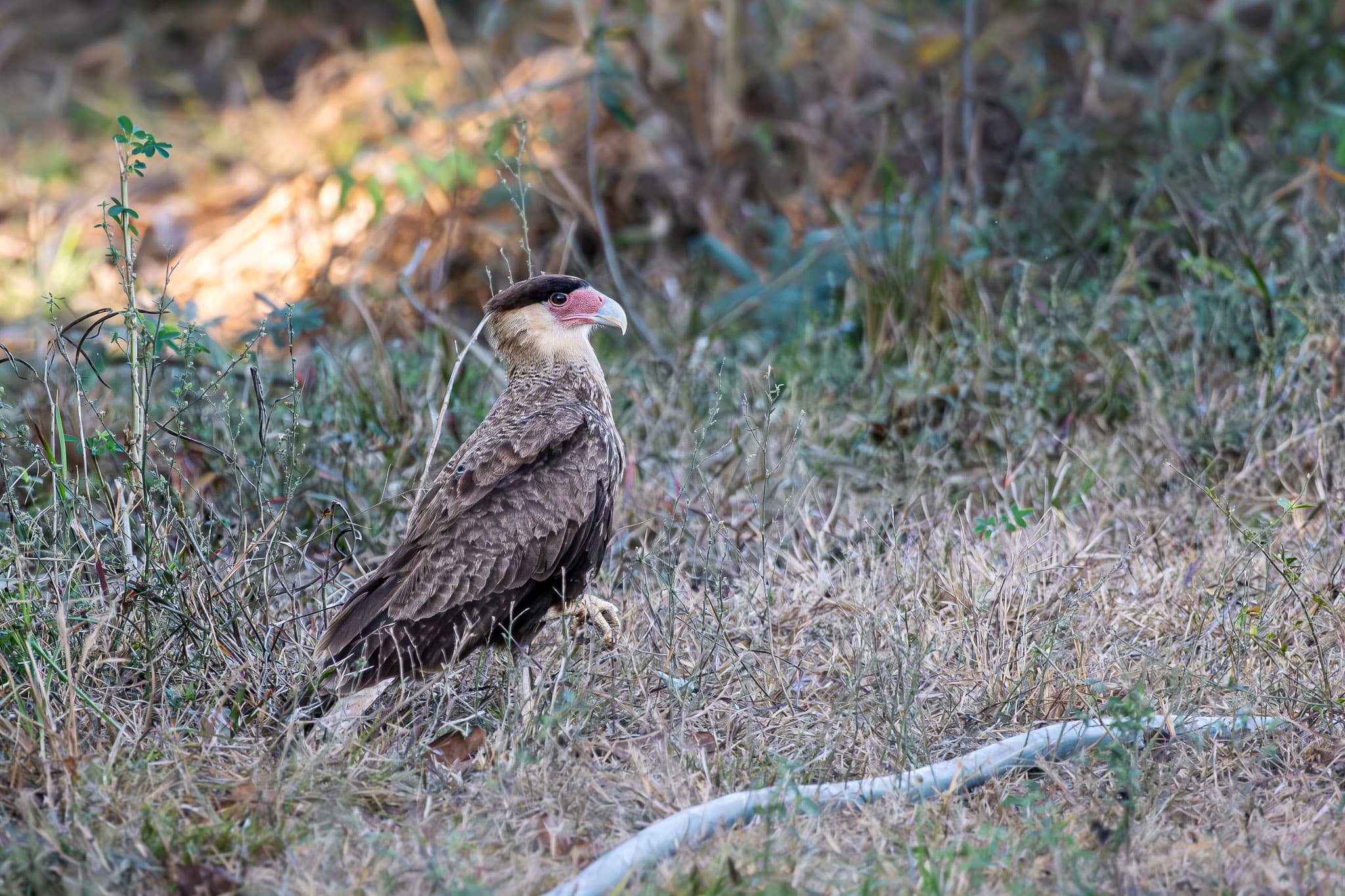 Where the Talons Rest
