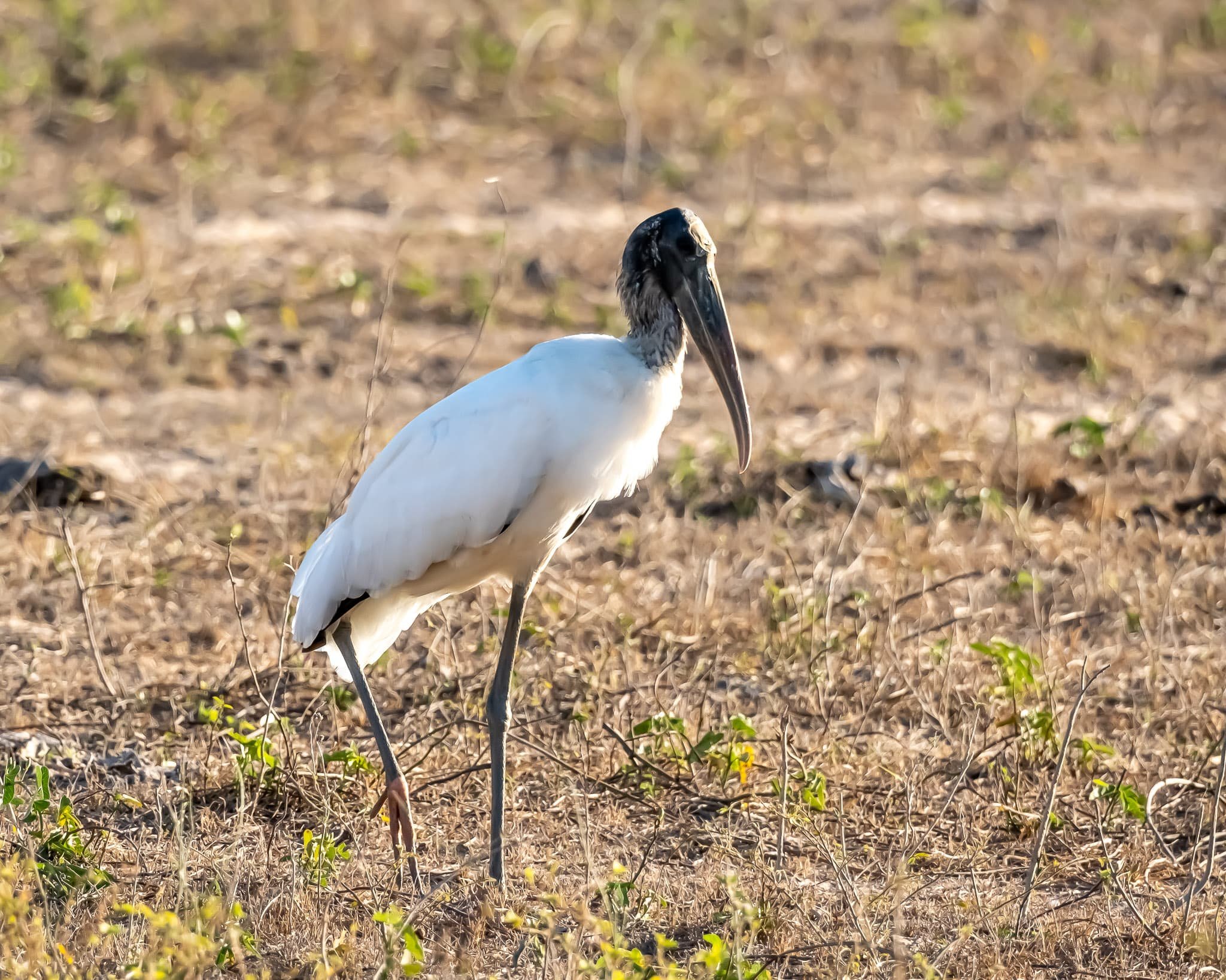 Walking Tall