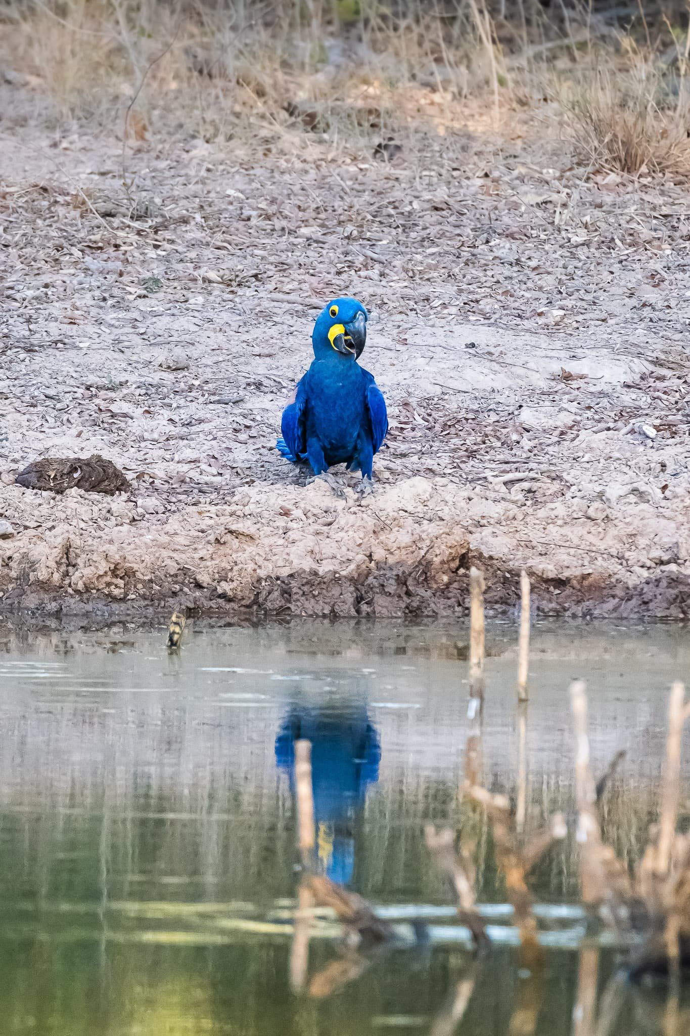 Reflected Majesty