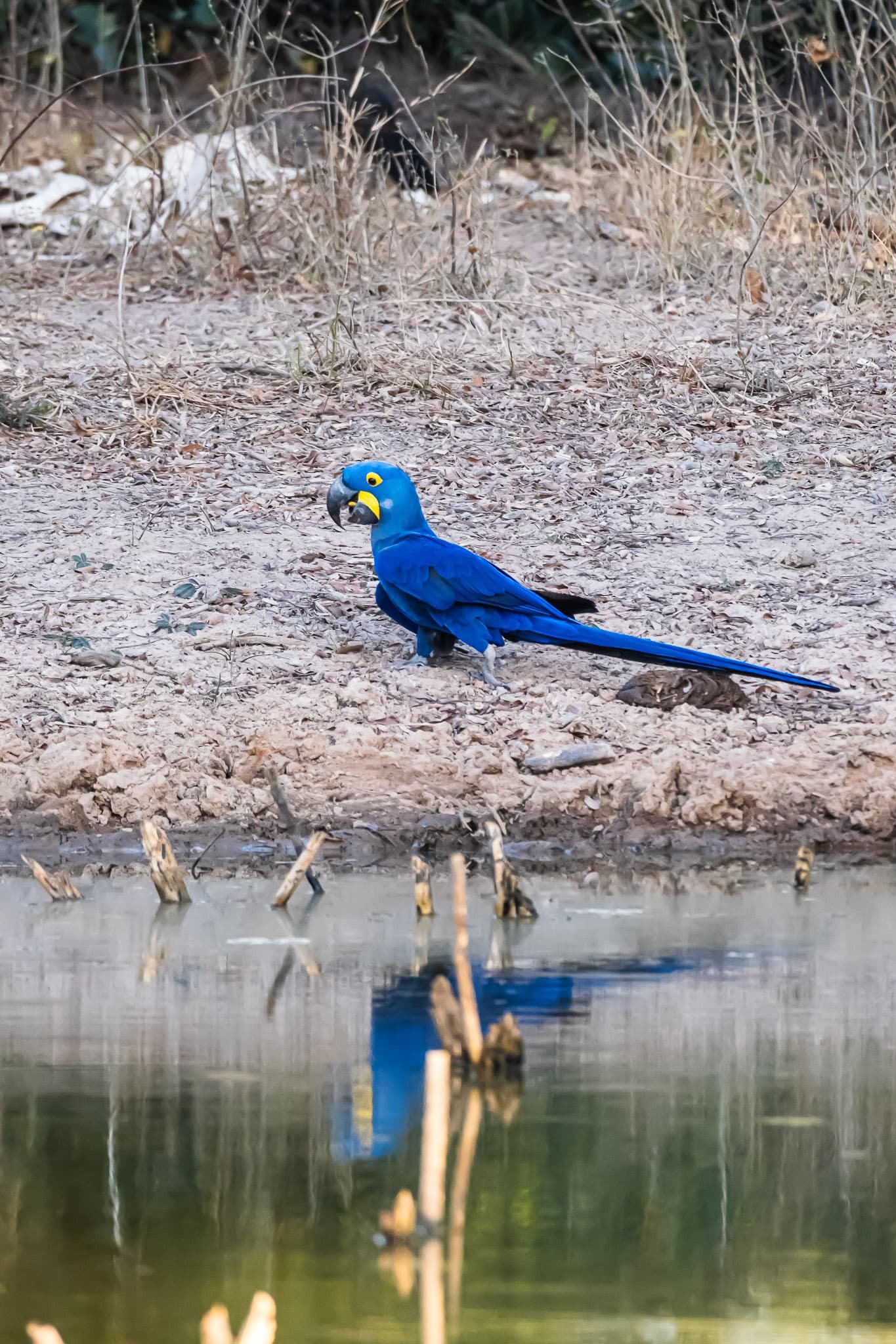 Reflected in Motion