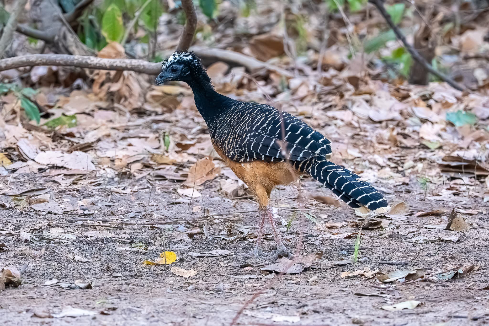 Wandering the Forest Floor