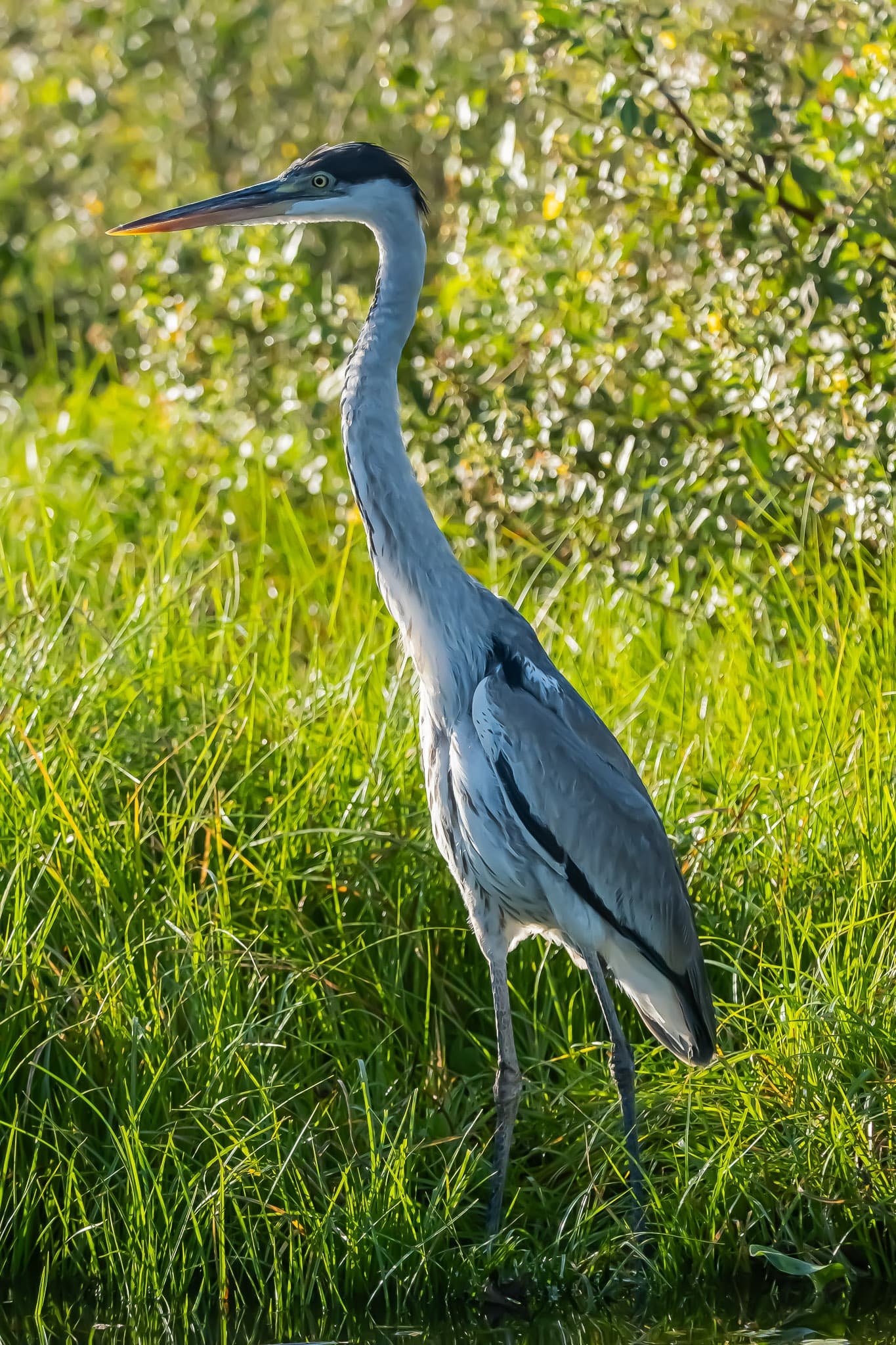 Along the River's Edge