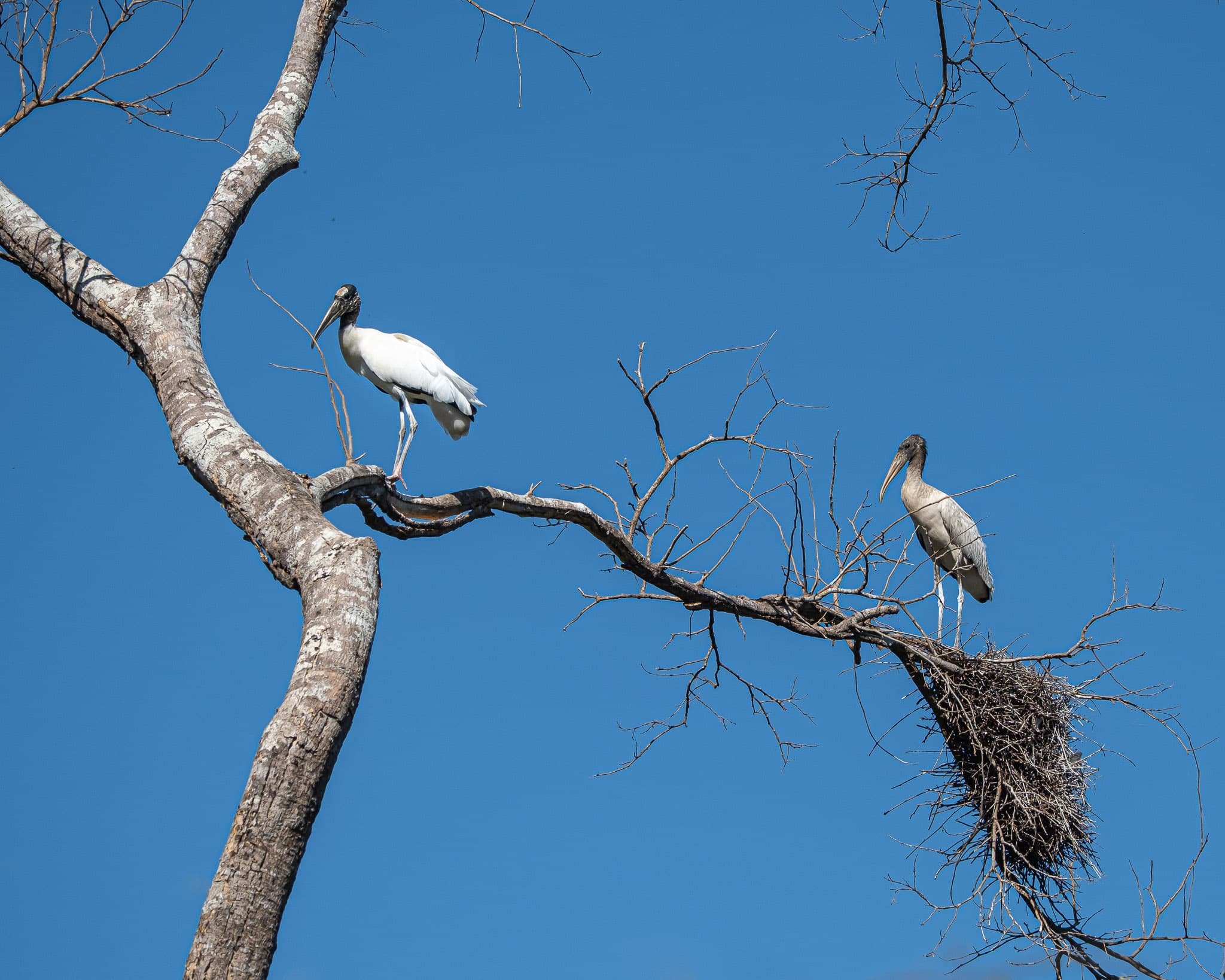 Near and Far: Guardians of the Nest