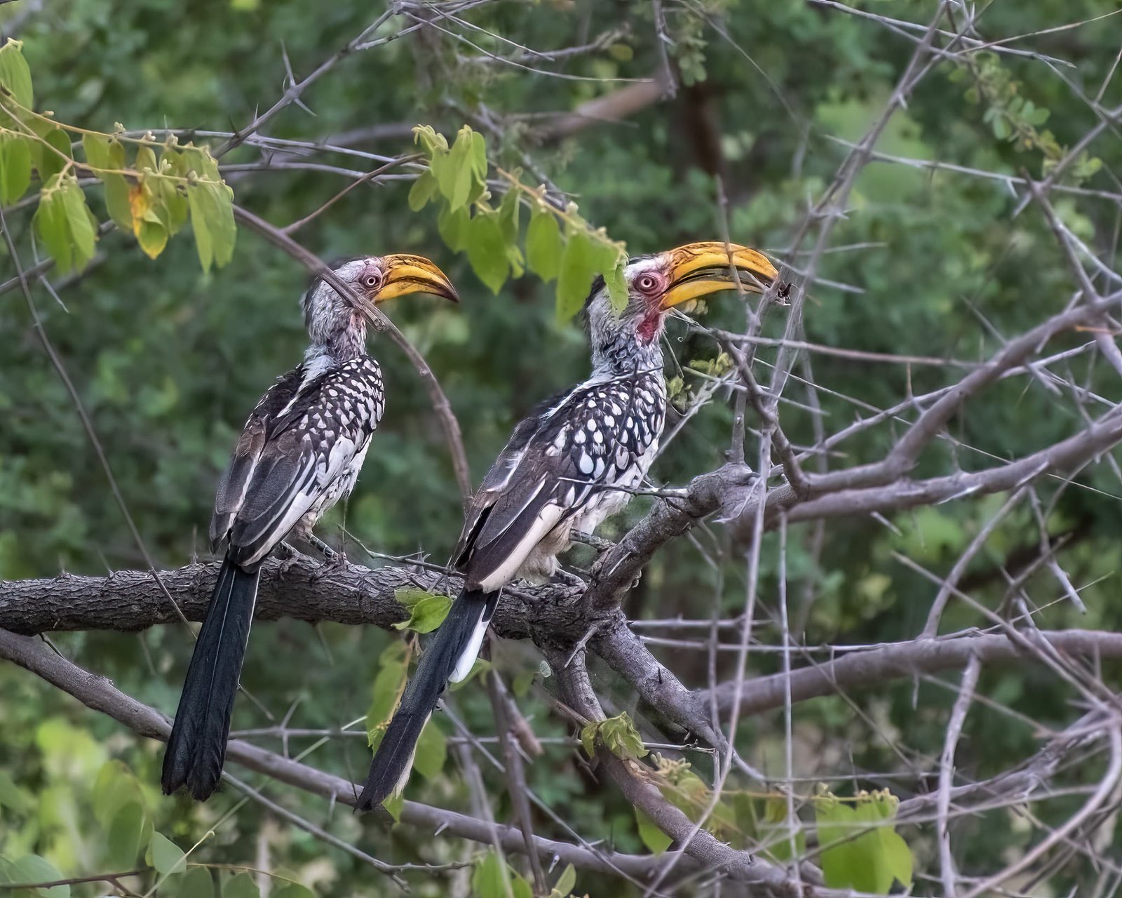 Birds