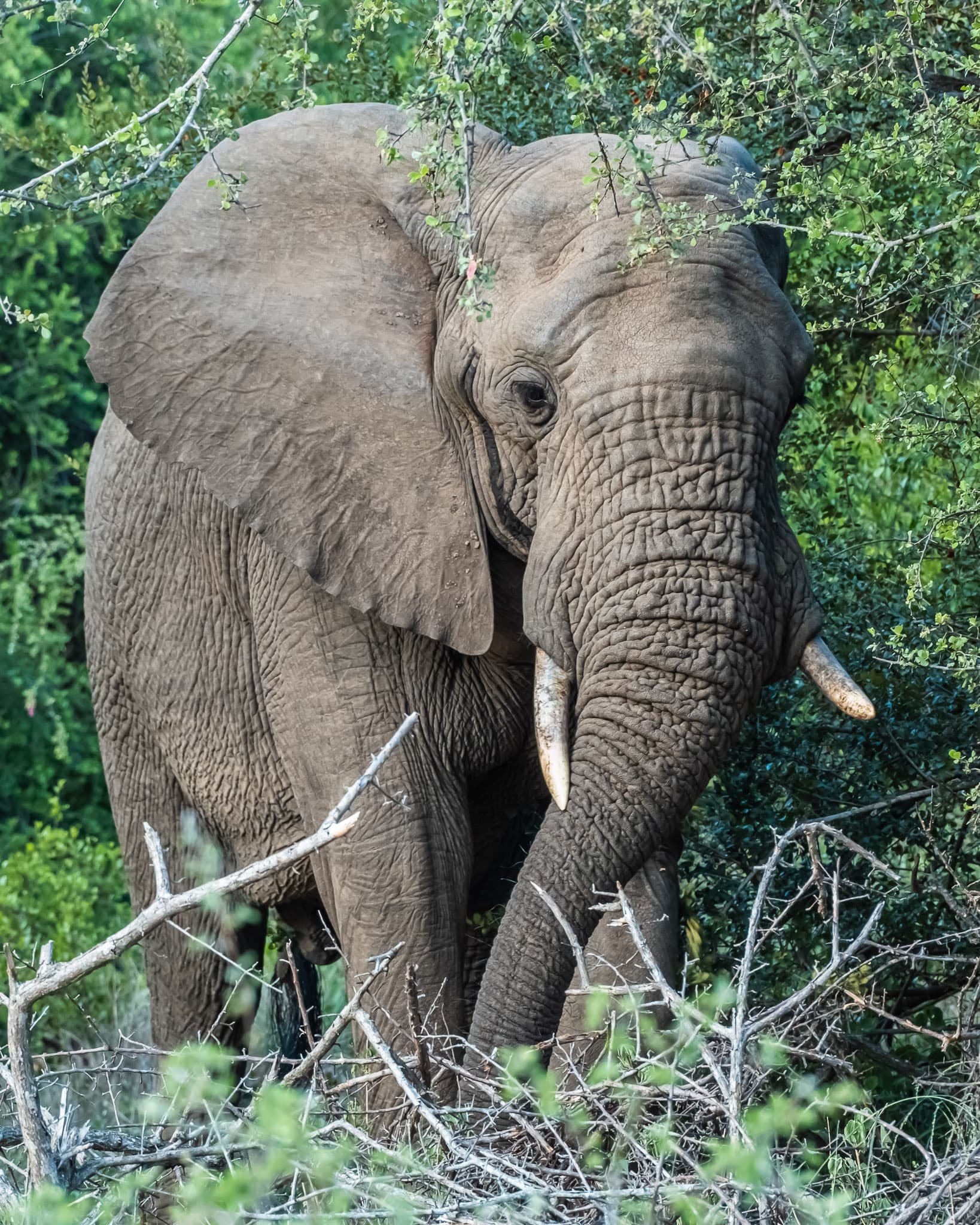 African Bush Elephants