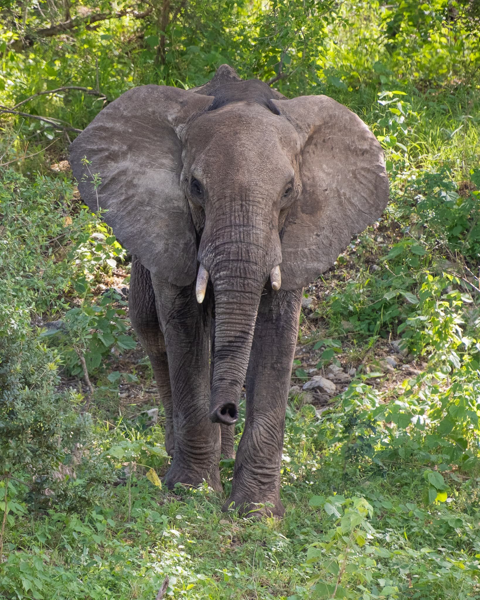Through the Canopy
