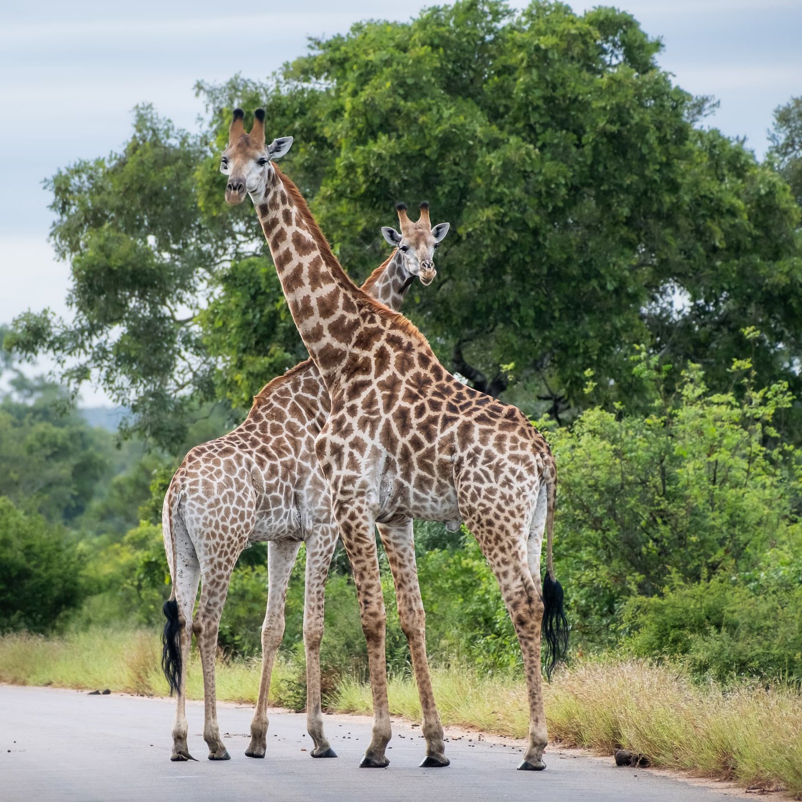 Tall Traffic