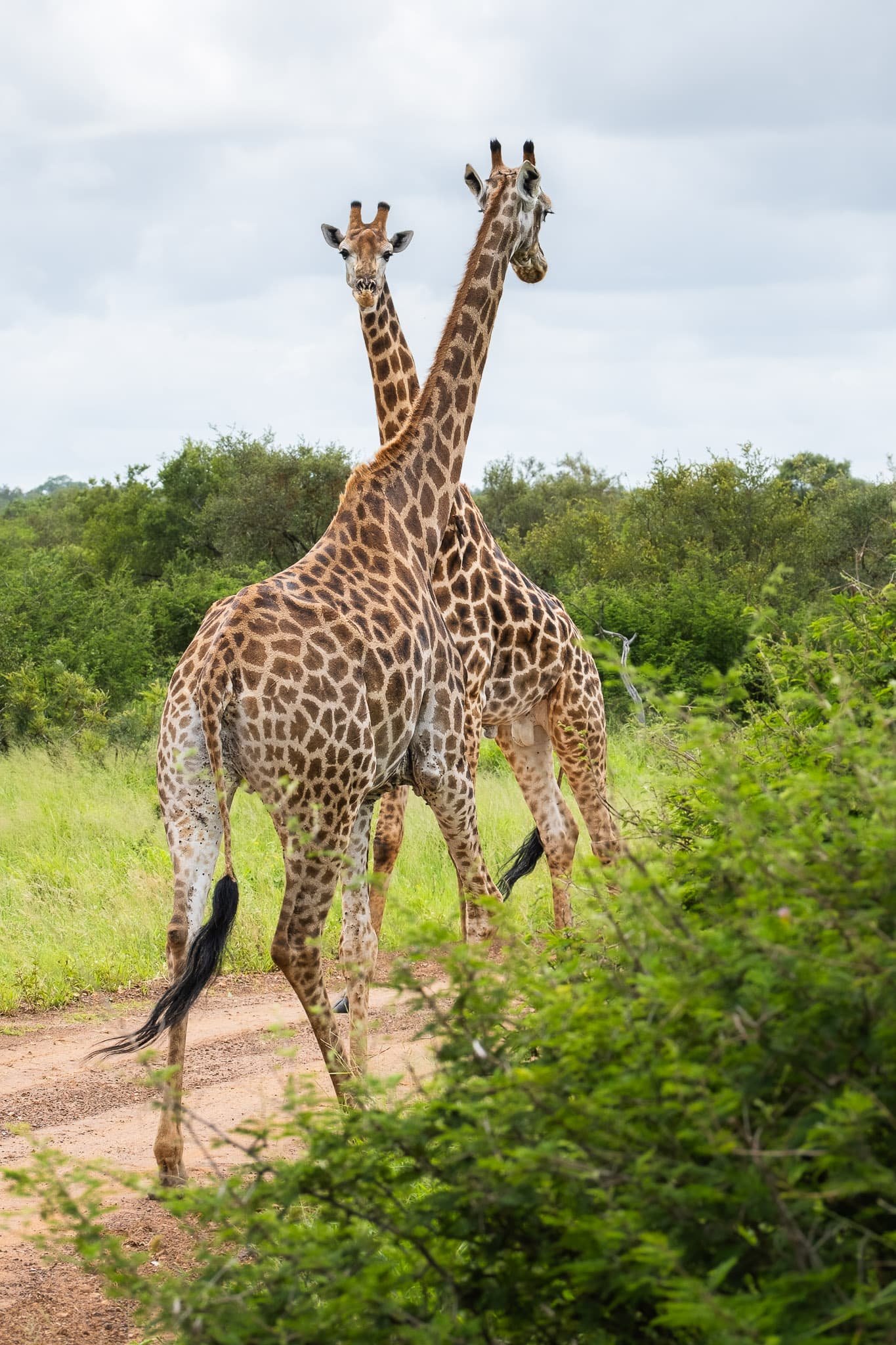 Neck and Neck Negotiation