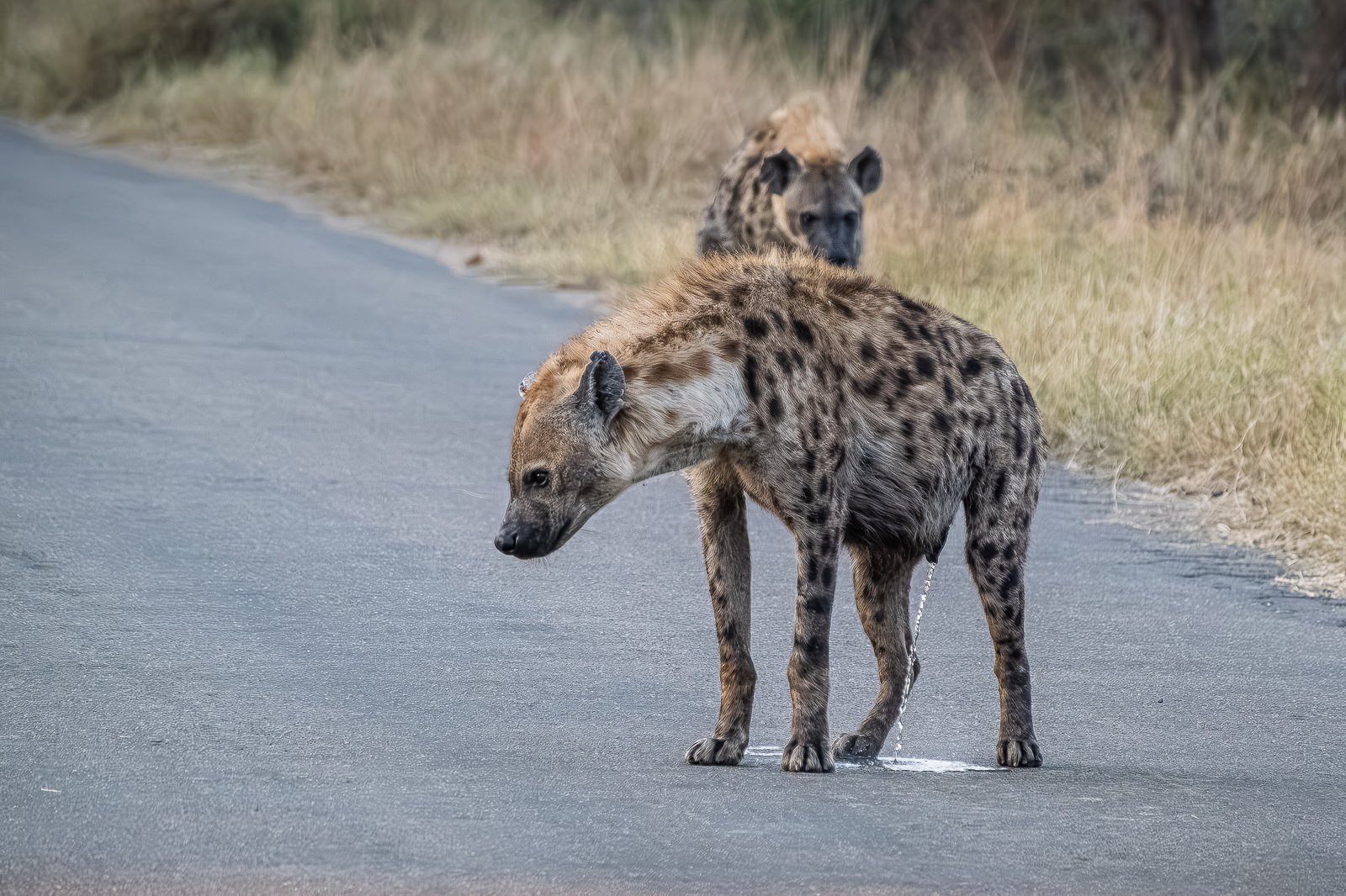 Road Marking