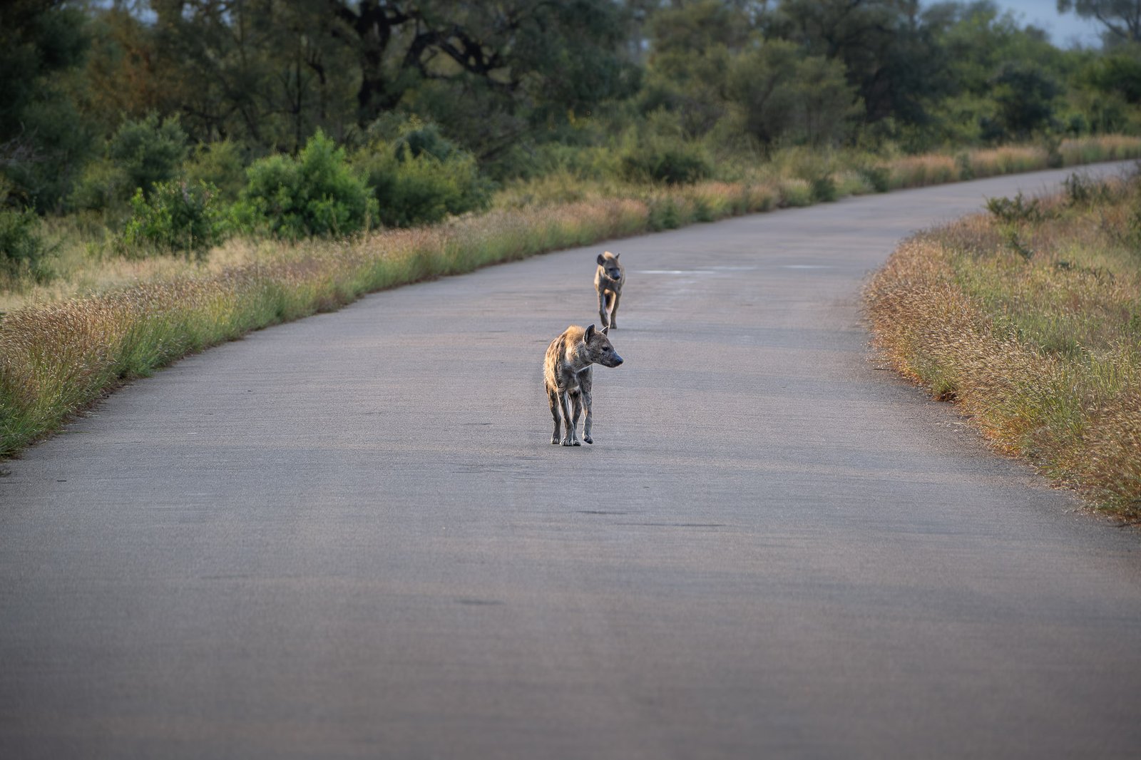 Patrolling the Long, Winding Road