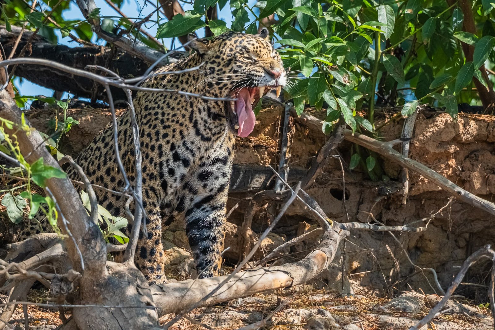 A Yawn Worth Fearing