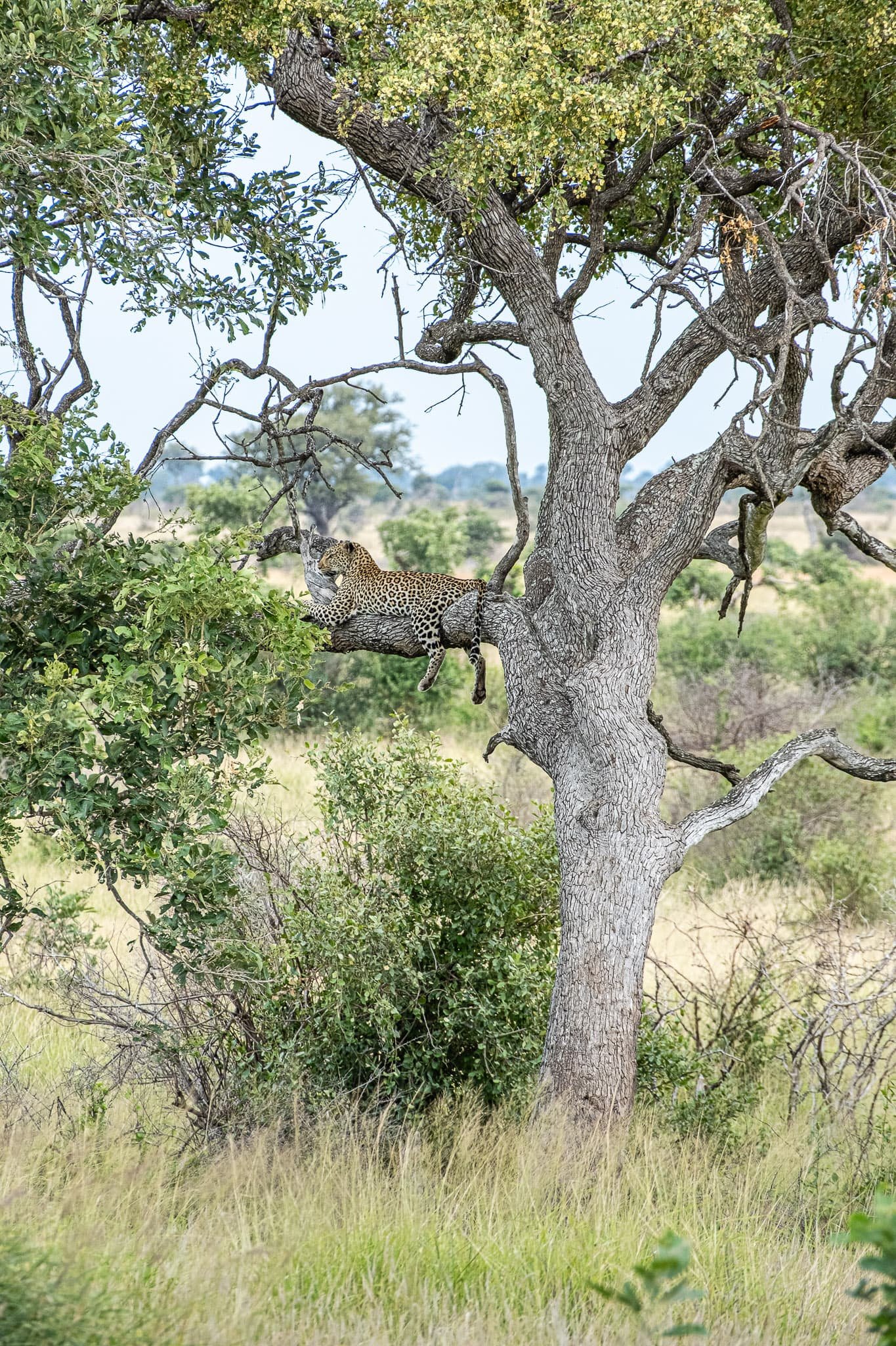 Territory Watch