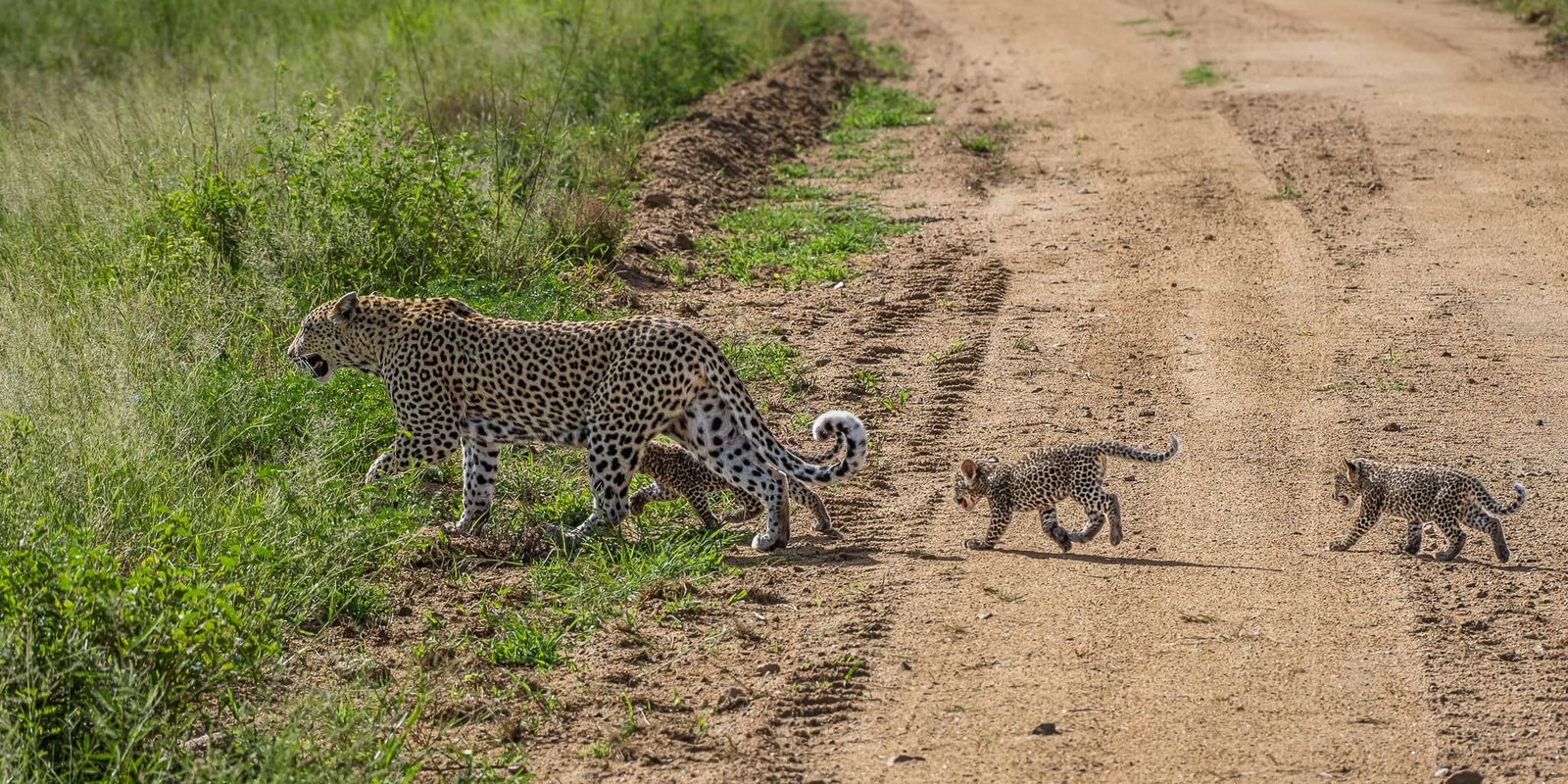 I'm Coming, Mommy!