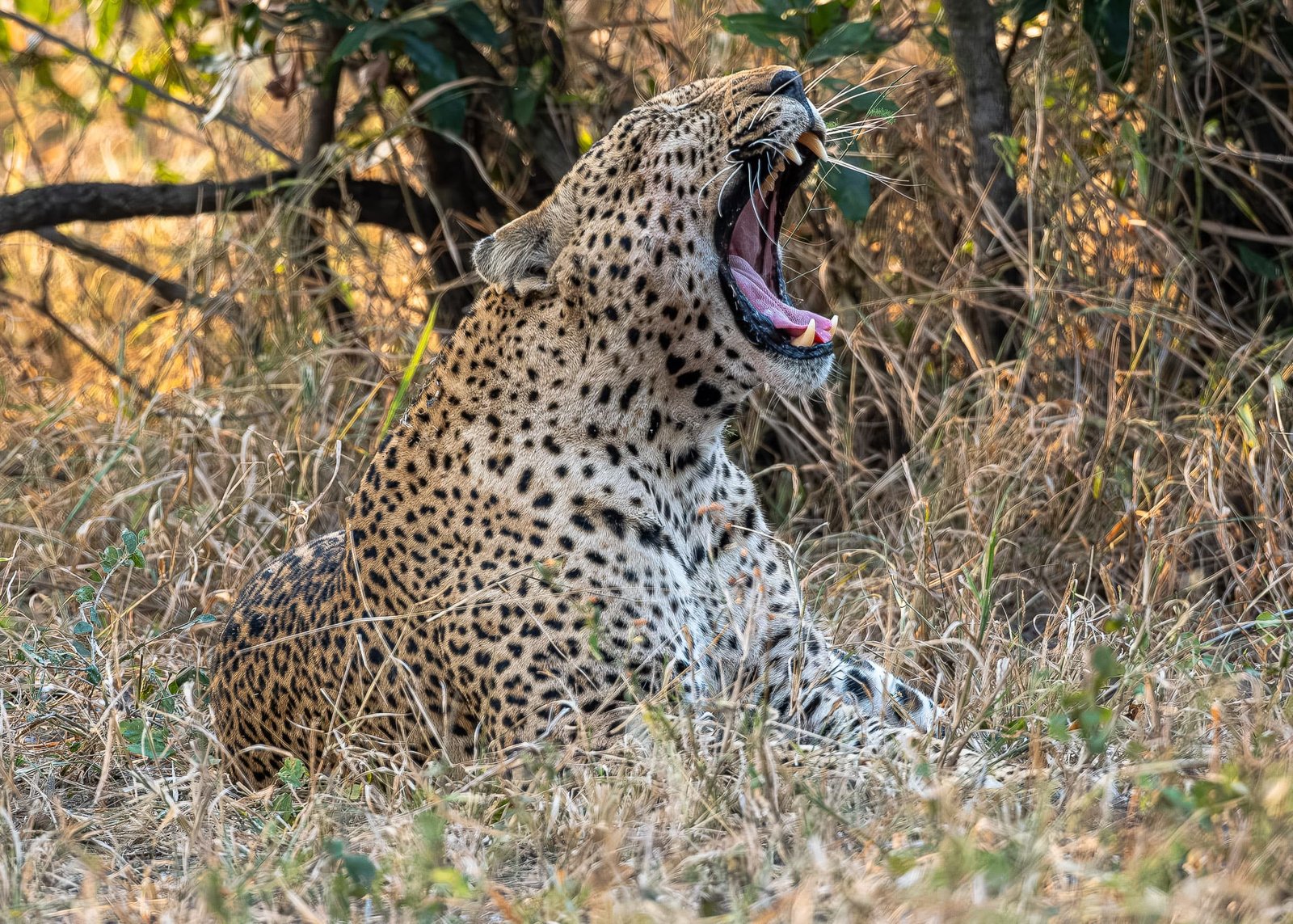Yawn of the Wild