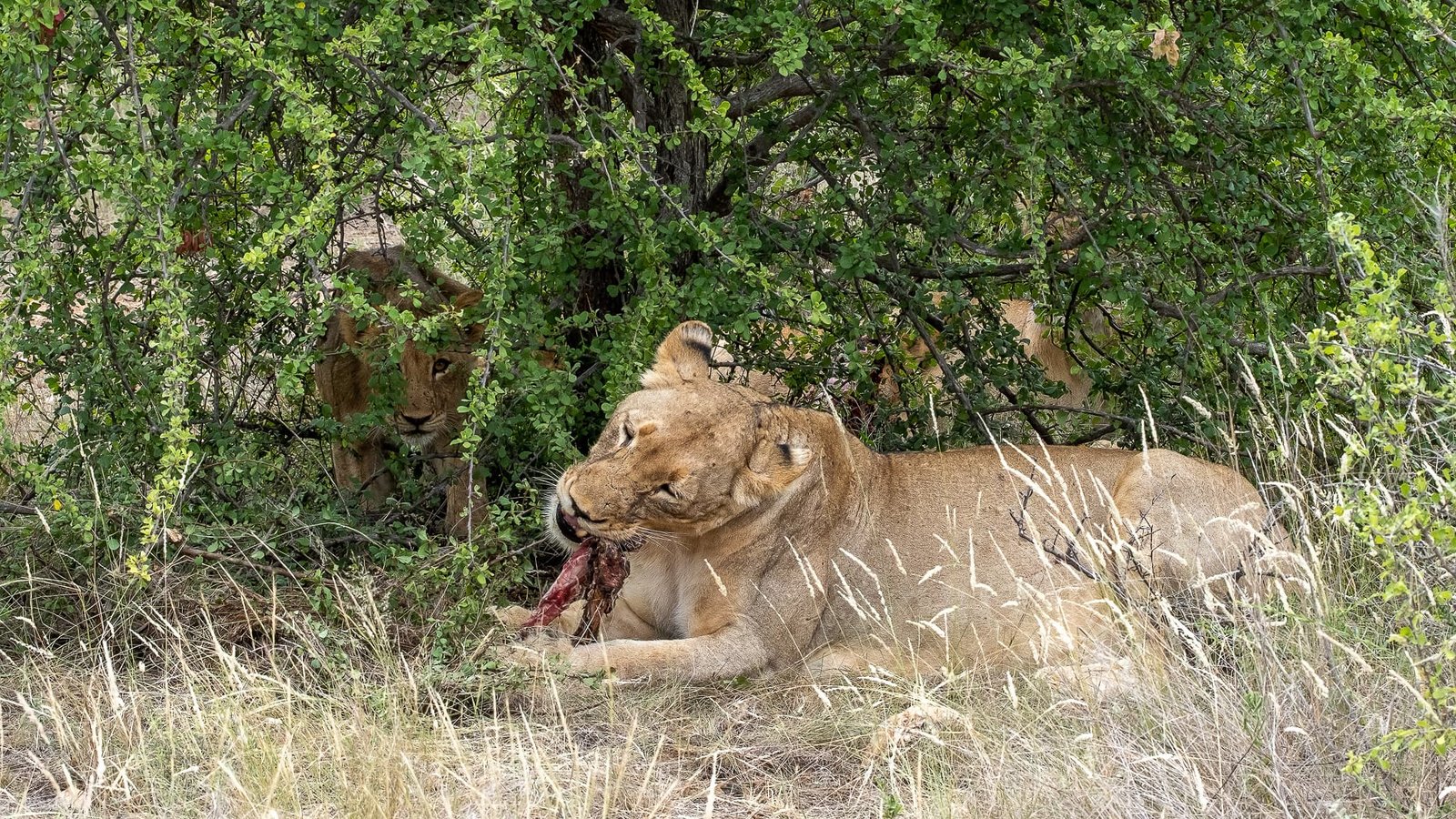 Mother with Waterbuck Bone, Cub Approaches