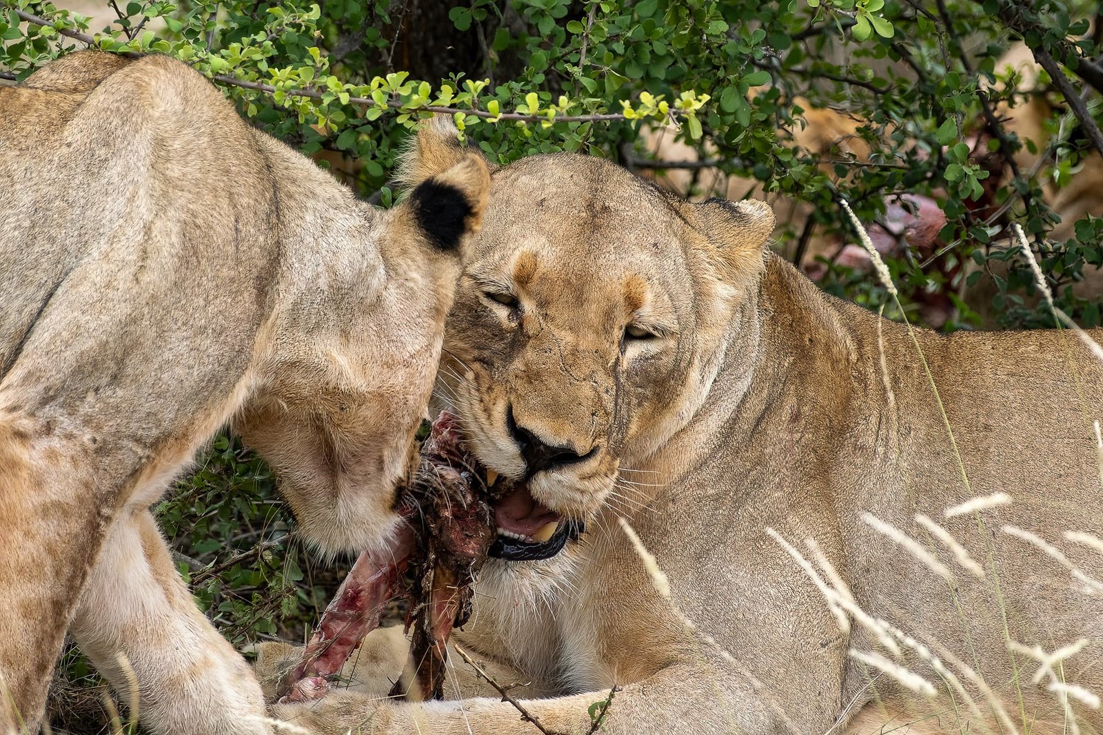 Finishing the Meal