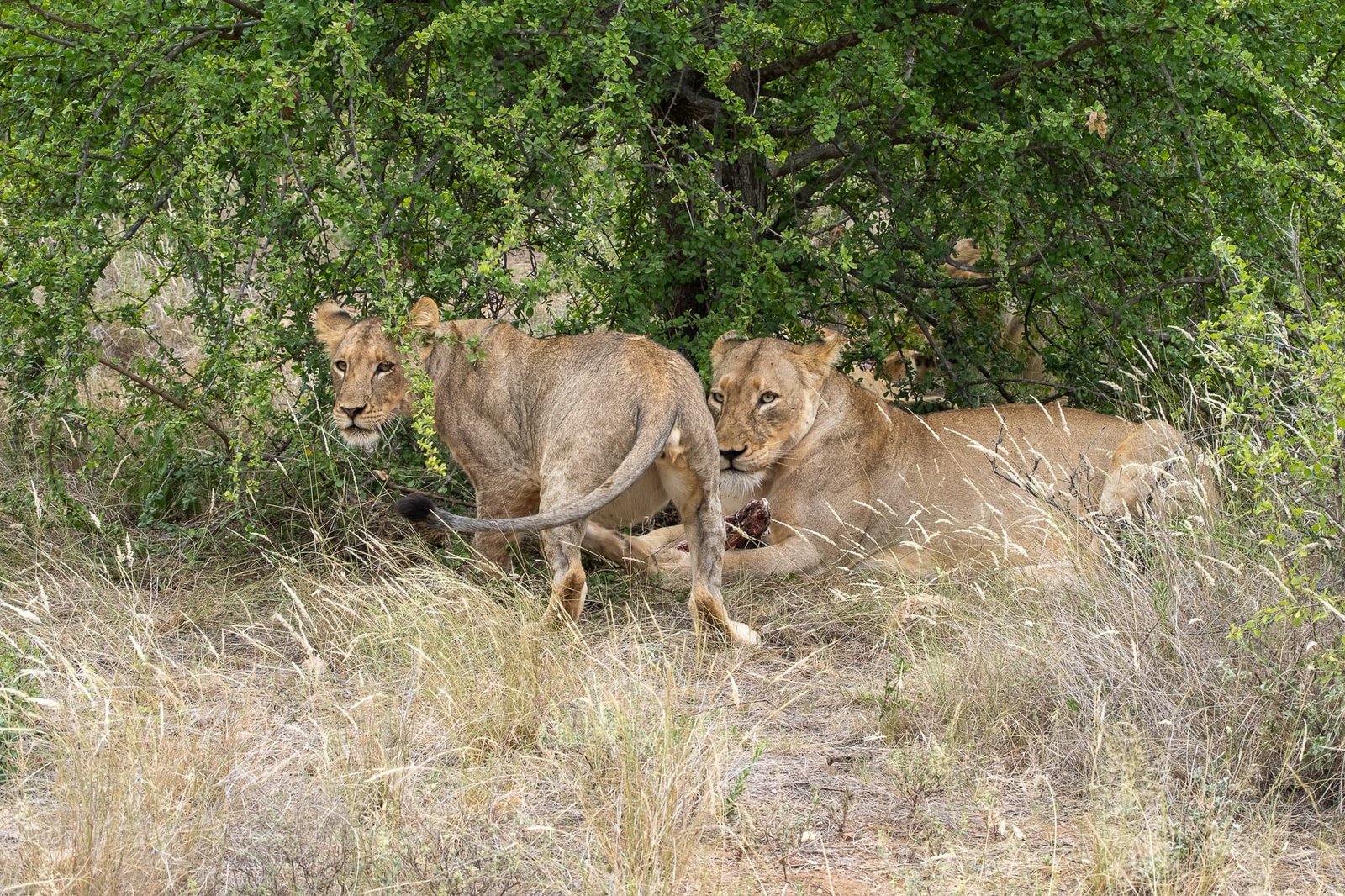 Curious Lions