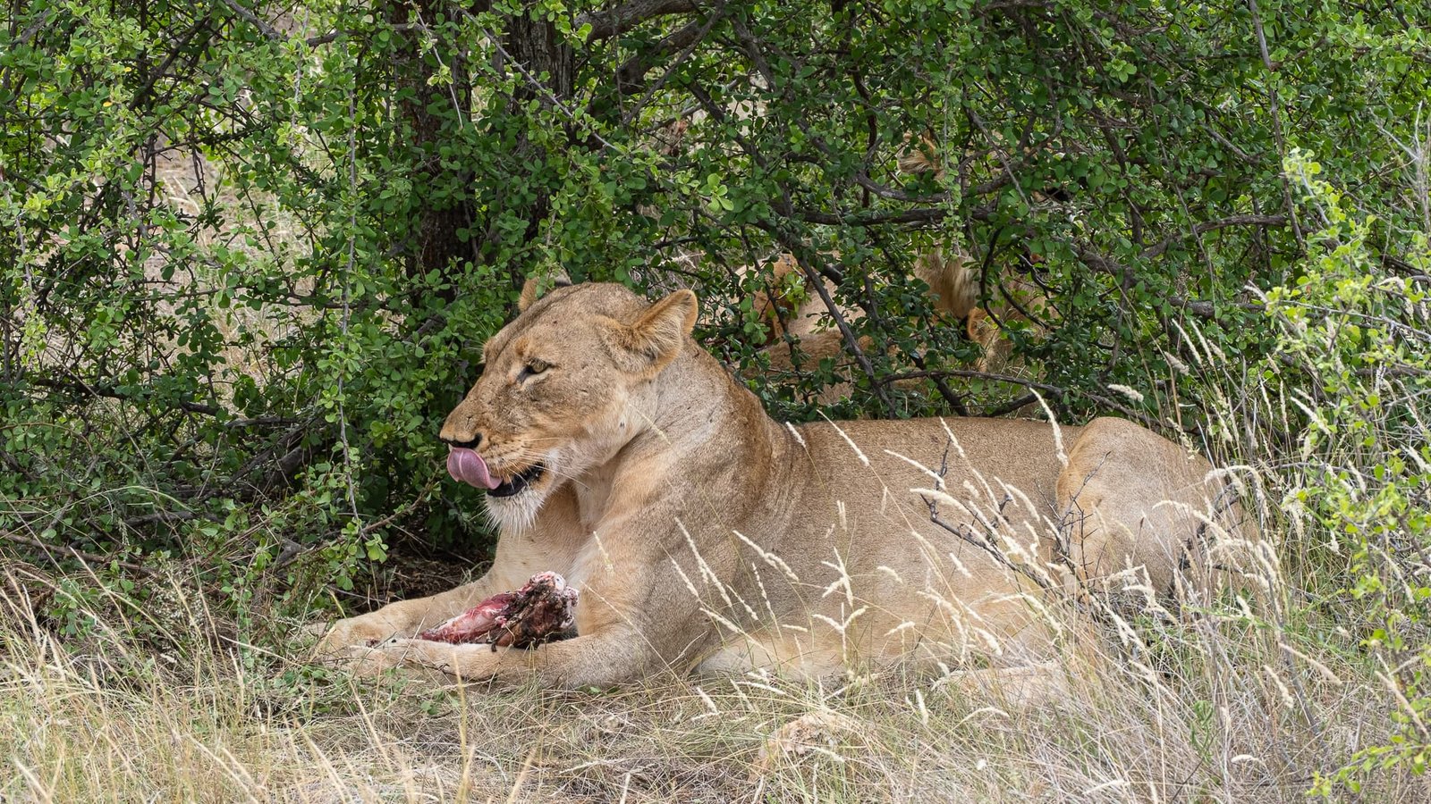 Savoring the Kill