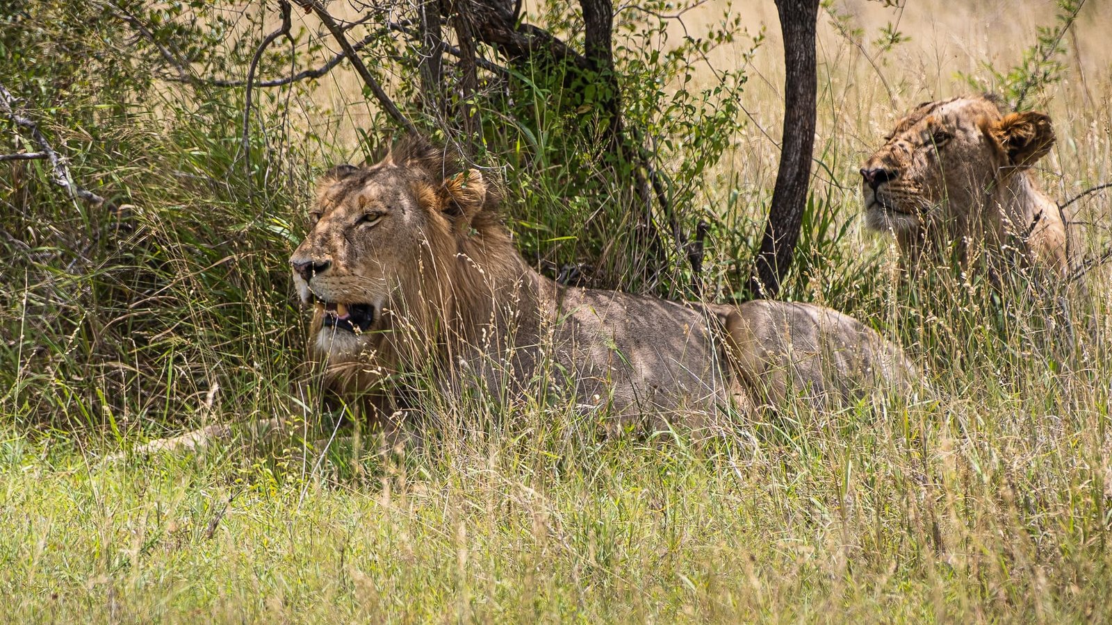 Alert at Rest