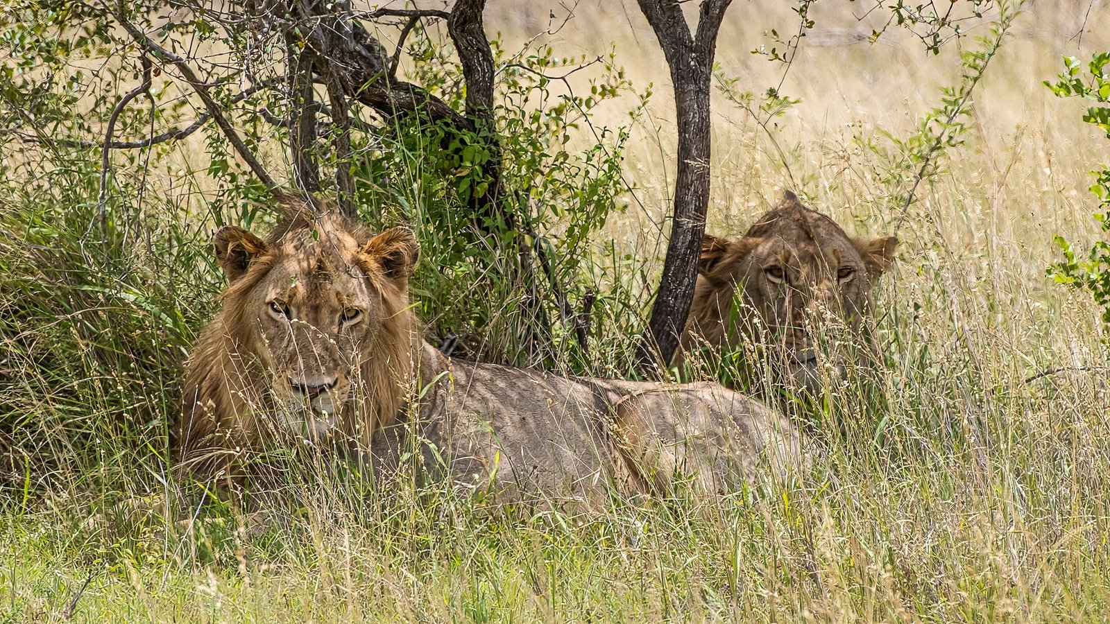 Young Kings in Waiting