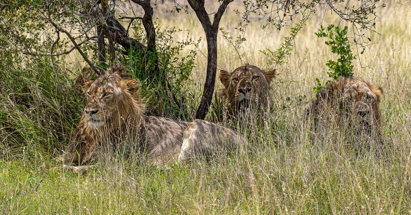Brotherhood in Hiding