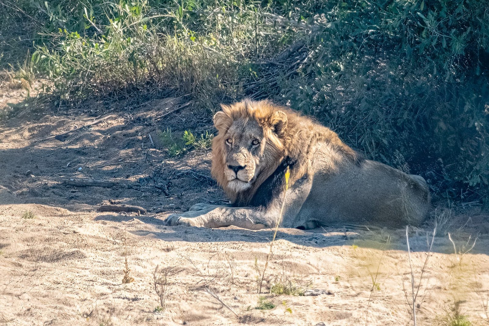The King's Glance