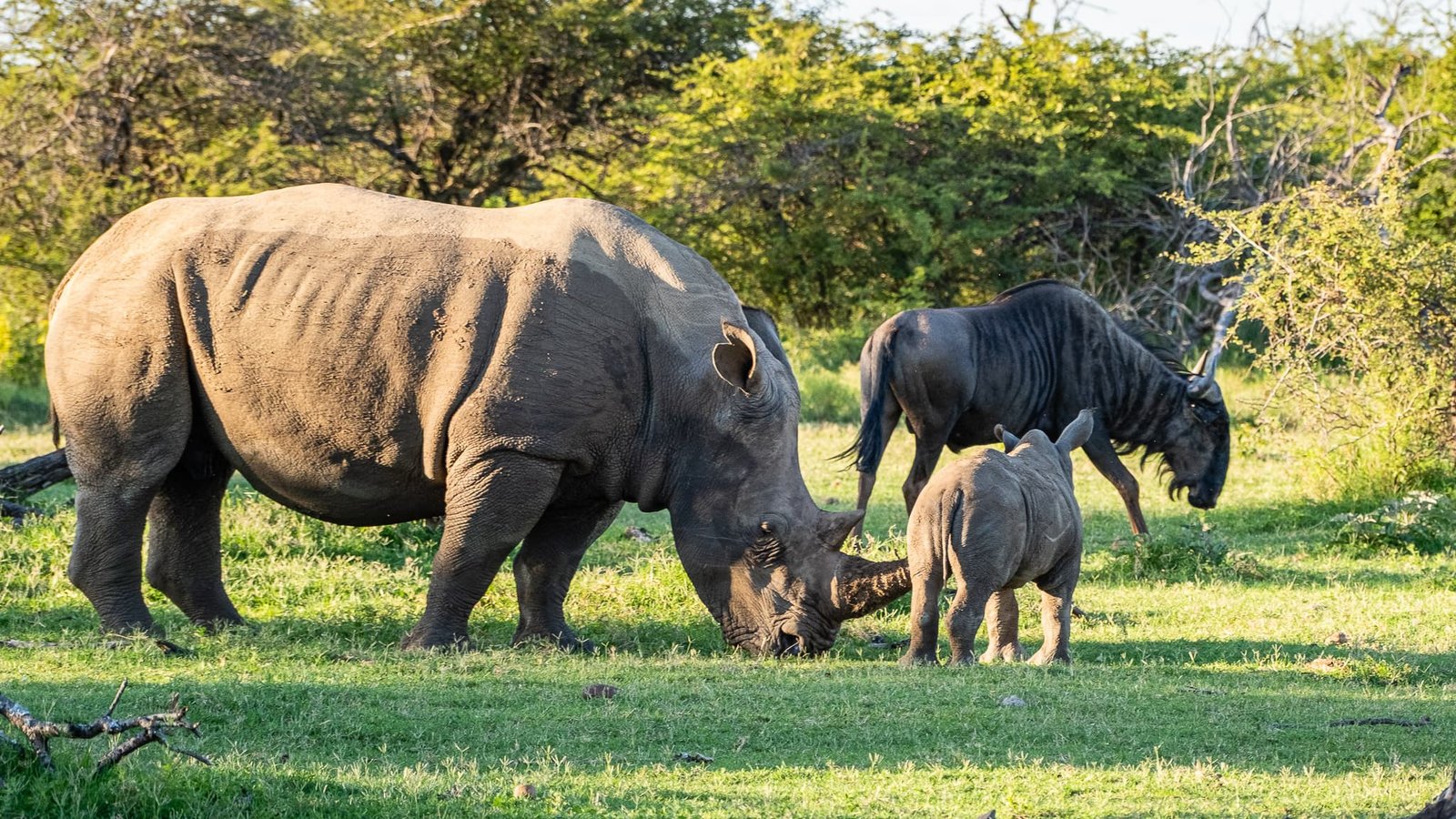 While Mother Grazes