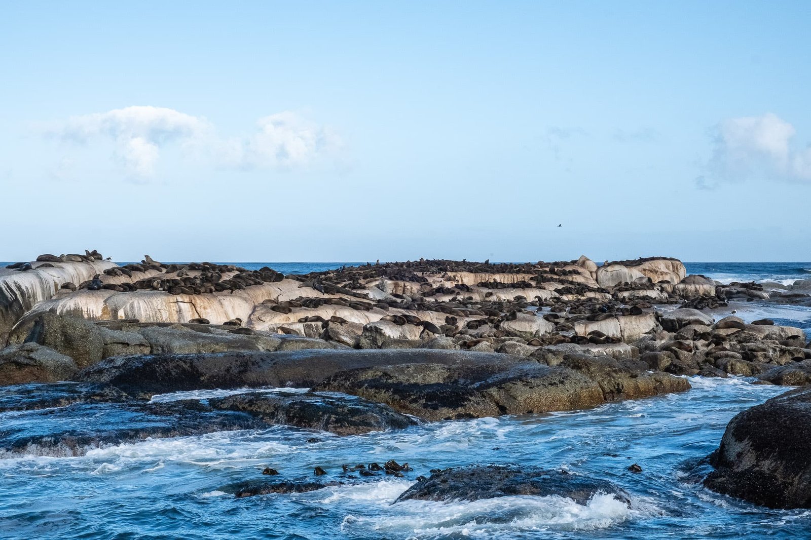 Seal City