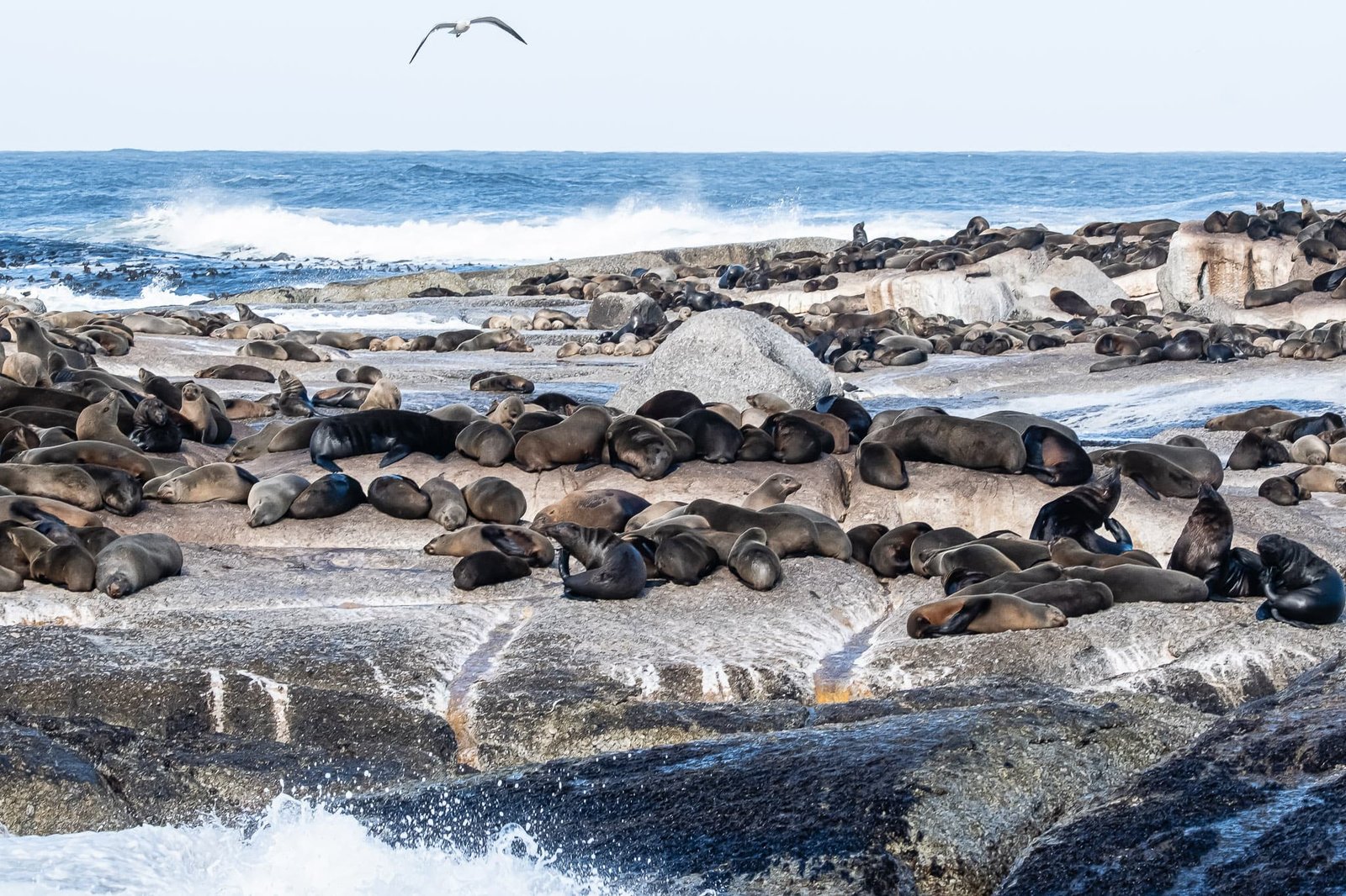 Seaside Siesta