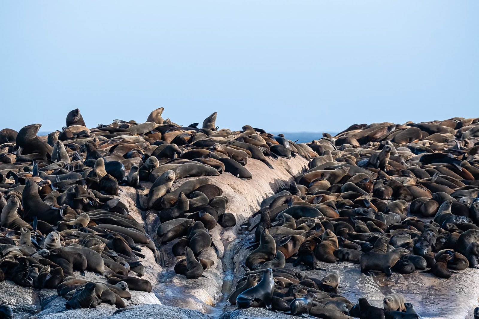 Life on the Rocks